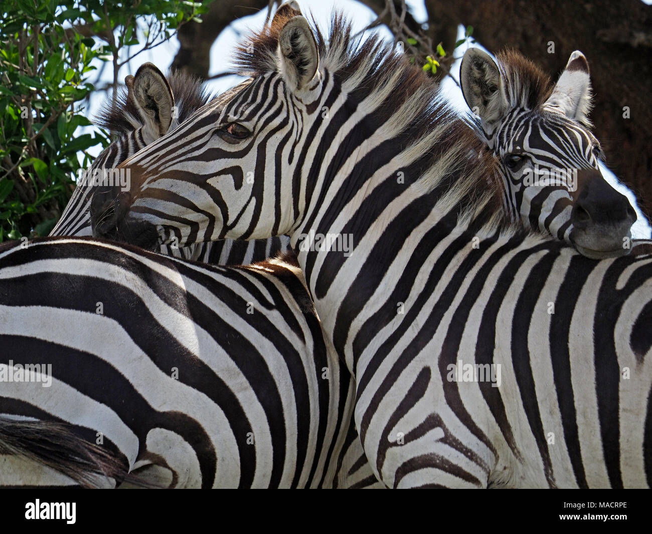 Group of Burchell's zebra, Equus quagga burchellii or Plains zebra create striking pattern whilst mutual grooming in shade in Masai Mara ,Kenya,Africa Stock Photo
