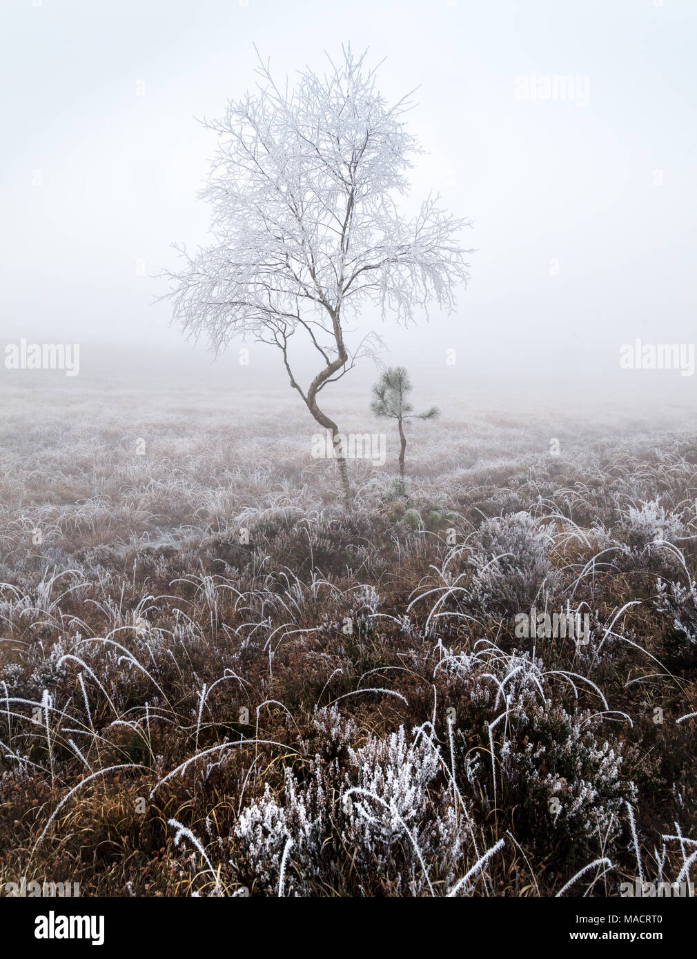 Winter frosty trees Stock Photo