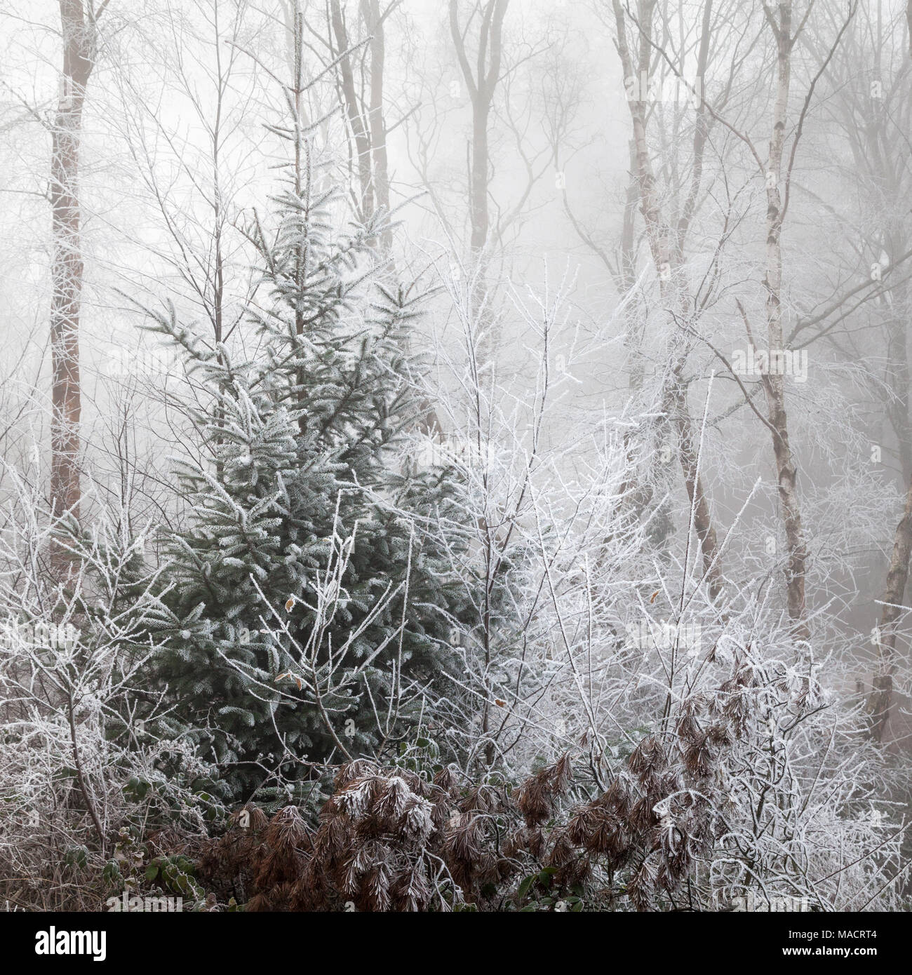 Winter frosty trees Stock Photo