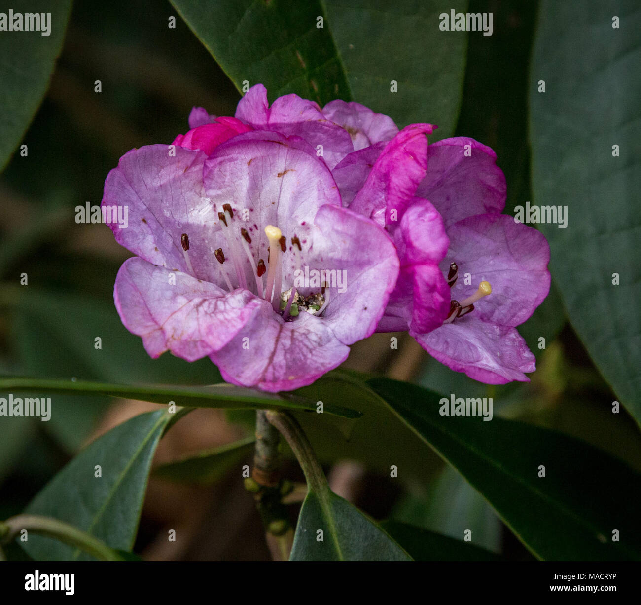 Rhododendron  ririei Stock Photo