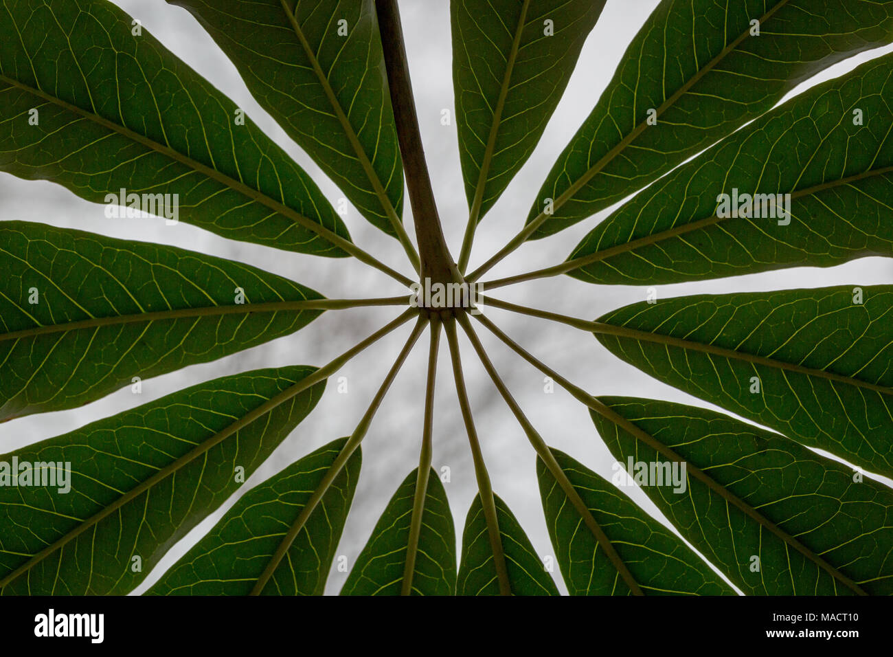 Schefflera taiwaniana Stock Photo