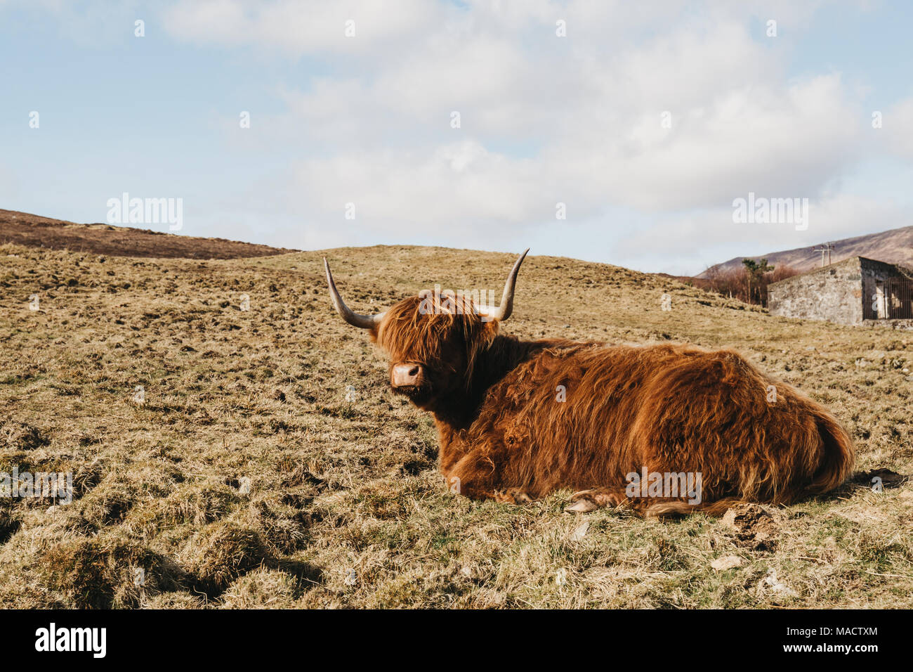 Highland cattle laying in a field in Isle of Skye, Scotland Stock Photo ...