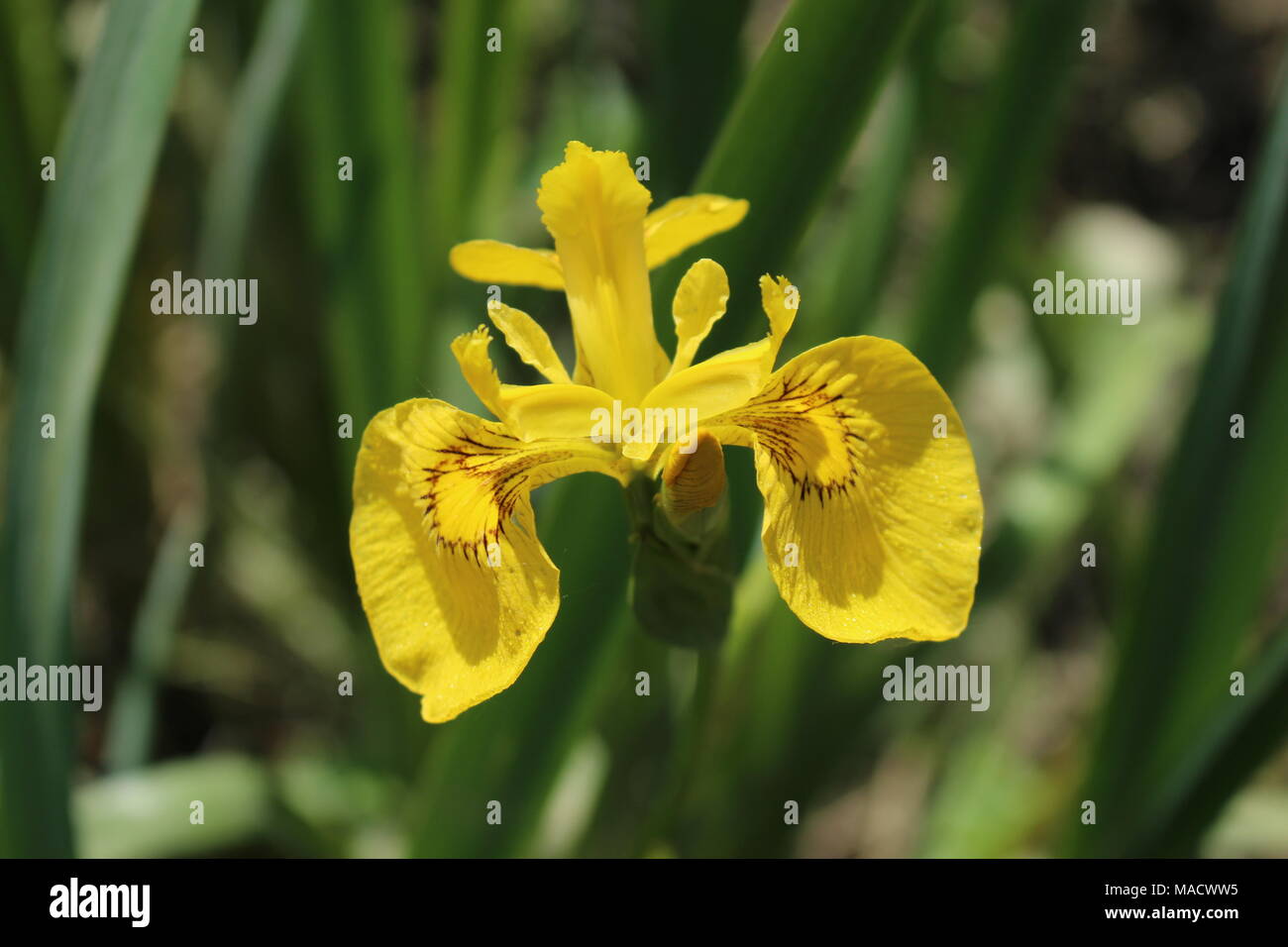 Single yellow flower of wild iris species  - Iris pseudacorus Stock Photo