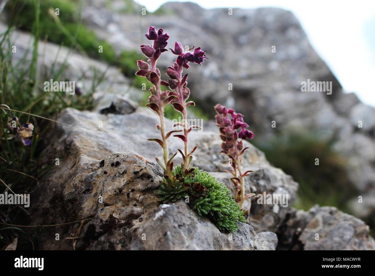Wild species of Saxifraga grisebachii on the rock on the mount Kyllini in Greece Stock Photo