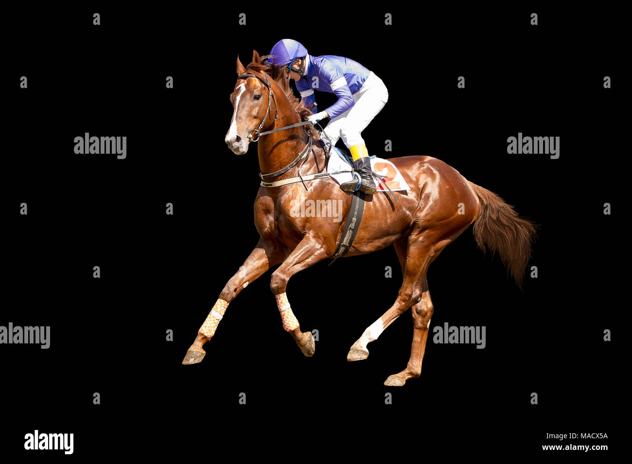 Jokey on a thoroughbred horse in blue closes runs isolated on black background Stock Photo