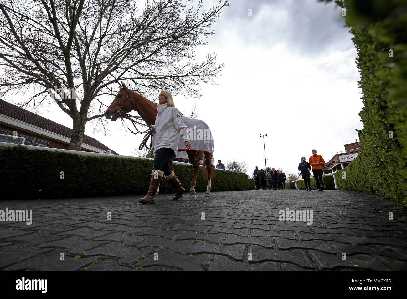 General view of Eddystone Rock being lead into the parade ring before the Matchbook Betting Podcast Rosebery Handicap during the Easter Family Fun Day at Kempton Park Racecourse. PRESS ASSOCIATION Photo. Picture date: Saturday March 31, 2018. See PA story RACING Kempton. Photo credit should read: Steven Paston/PA Wire Stock Photo