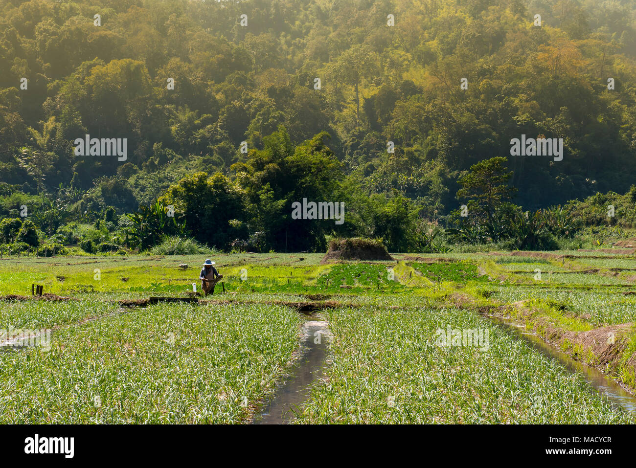 Thai farmers working in the paddy fields Stock Photo - Alamy