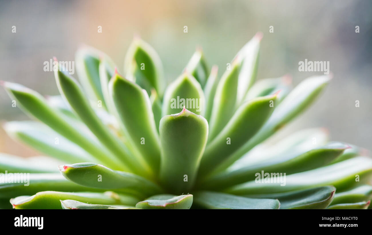 A macro shot of the green leaf of an echeveria plant. Stock Photo