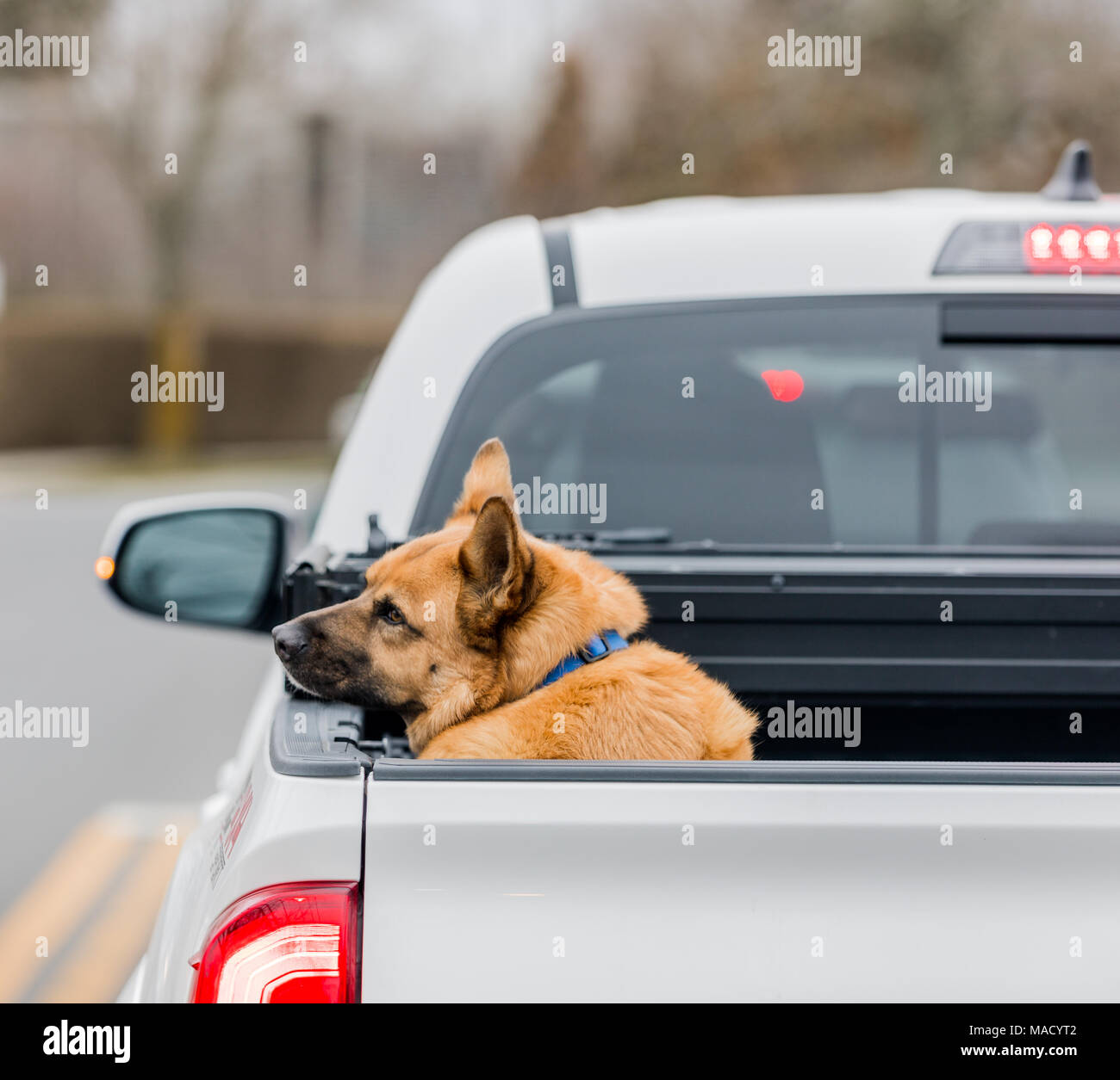 dog in the back of a pickup truck Stock Photo