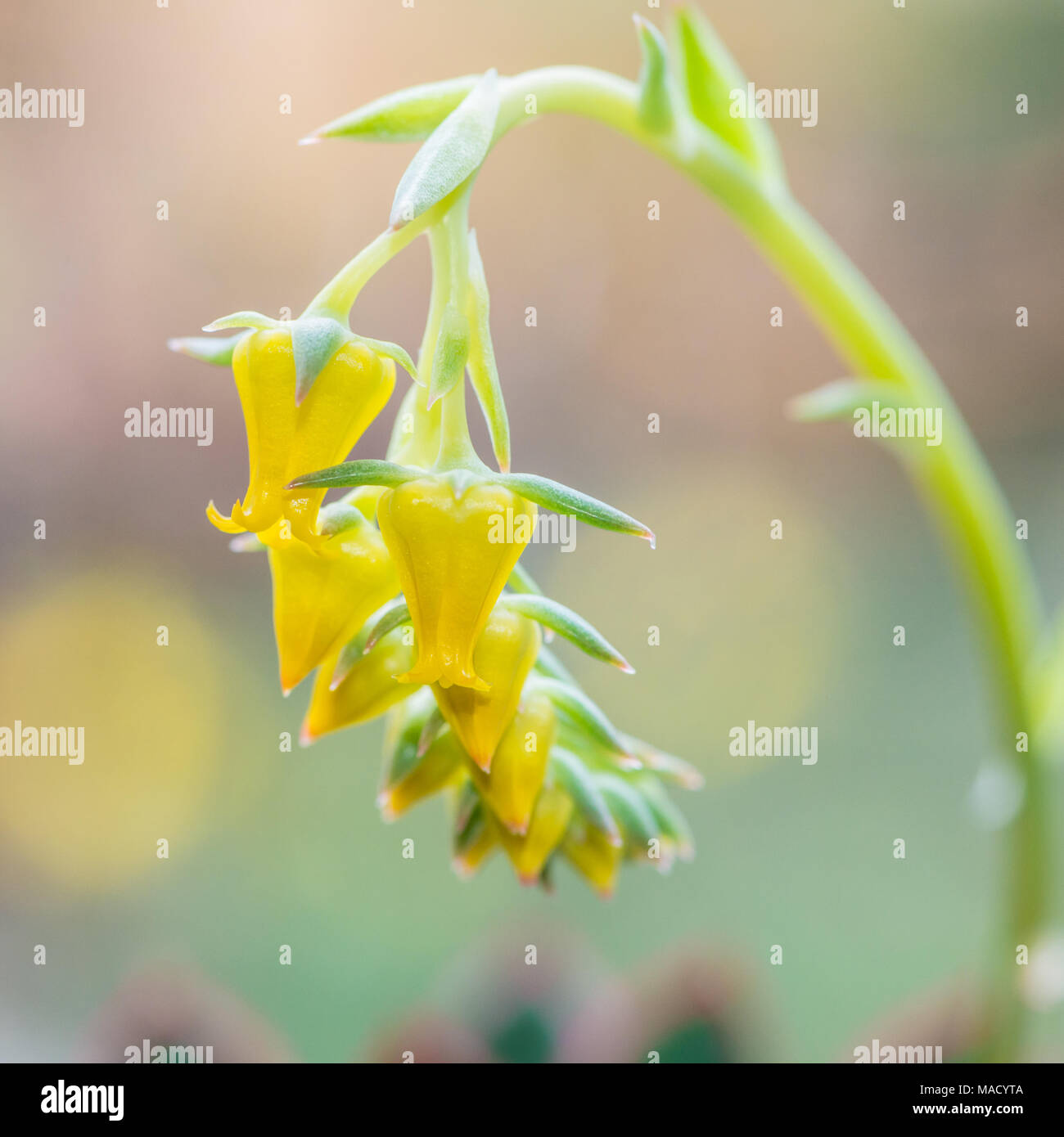 A macro shot of the yellow flower of an echeveria plant. Stock Photo