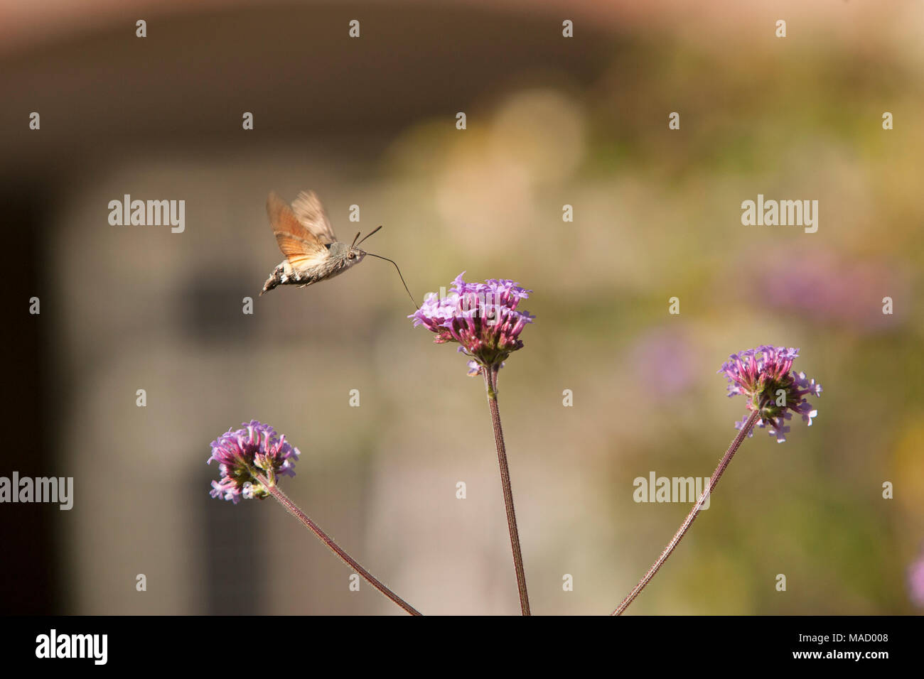 A hummingbird hawk moth Macroglossum stellatarum, in a country garden ...