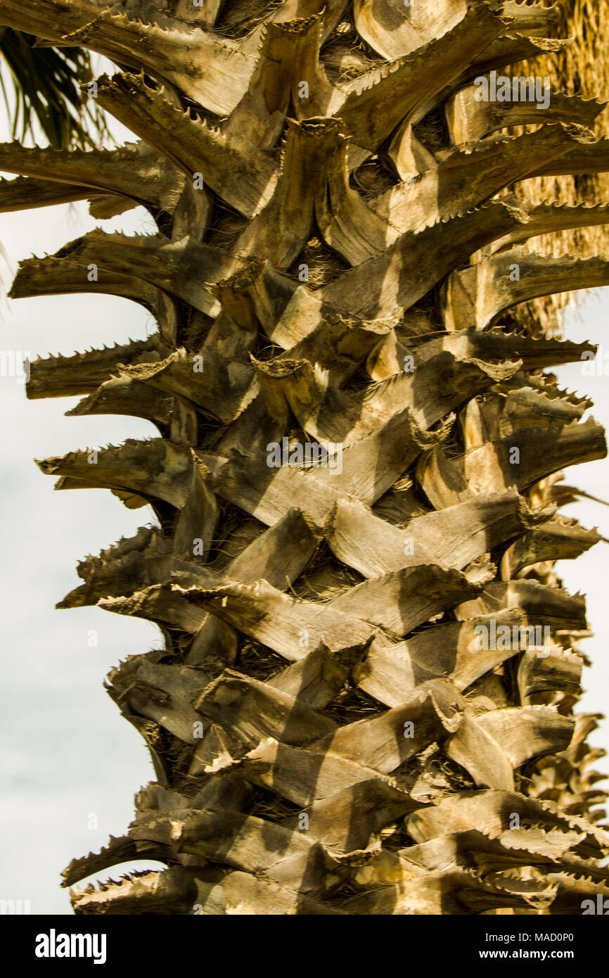 Palm tree bark hires stock photography and images Alamy