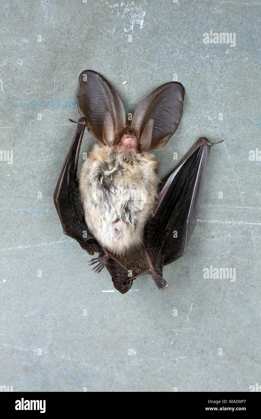 Dead brown long-eared bat (Plecotus auritis). Stock Photo