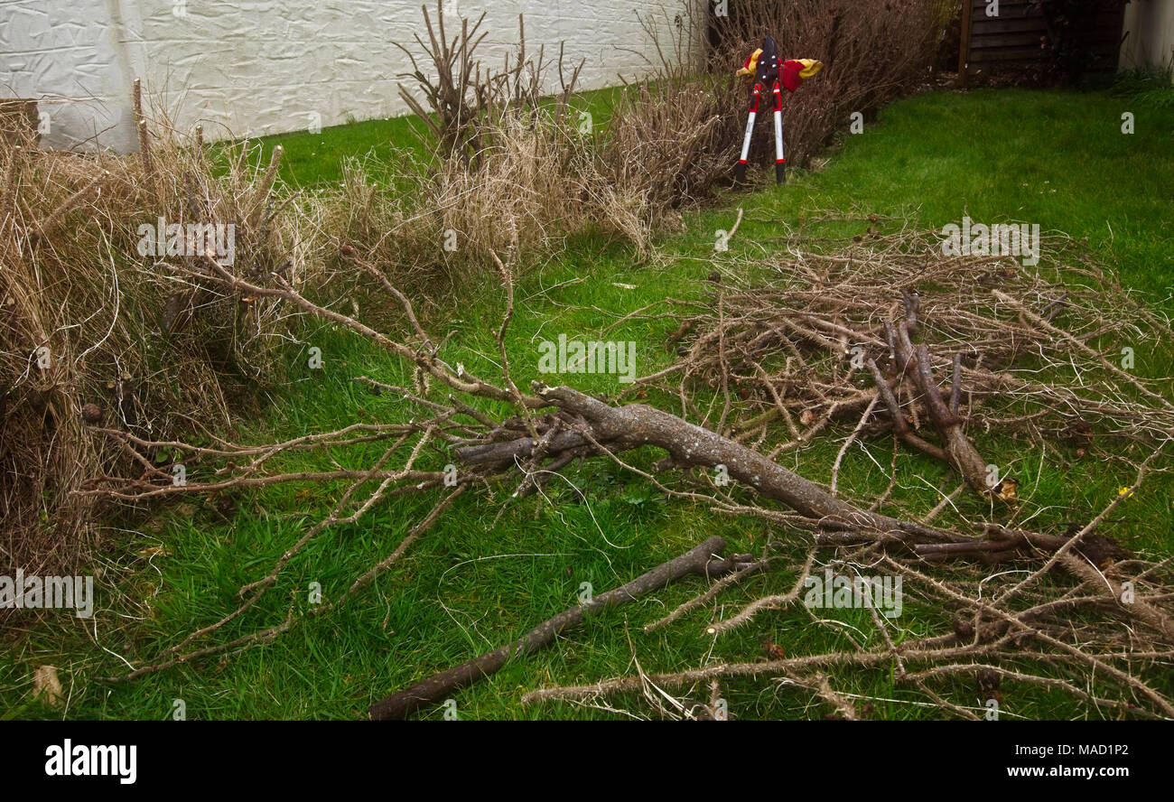 Pruning rock rose border Stock Photo Alamy