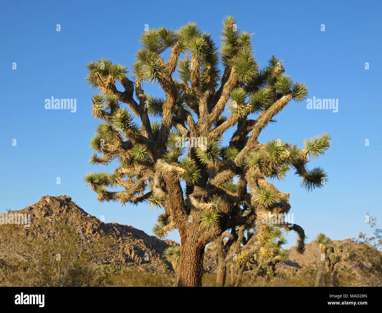Np Tree Joshua Tree NP in CA Stock Photo - Alamy
