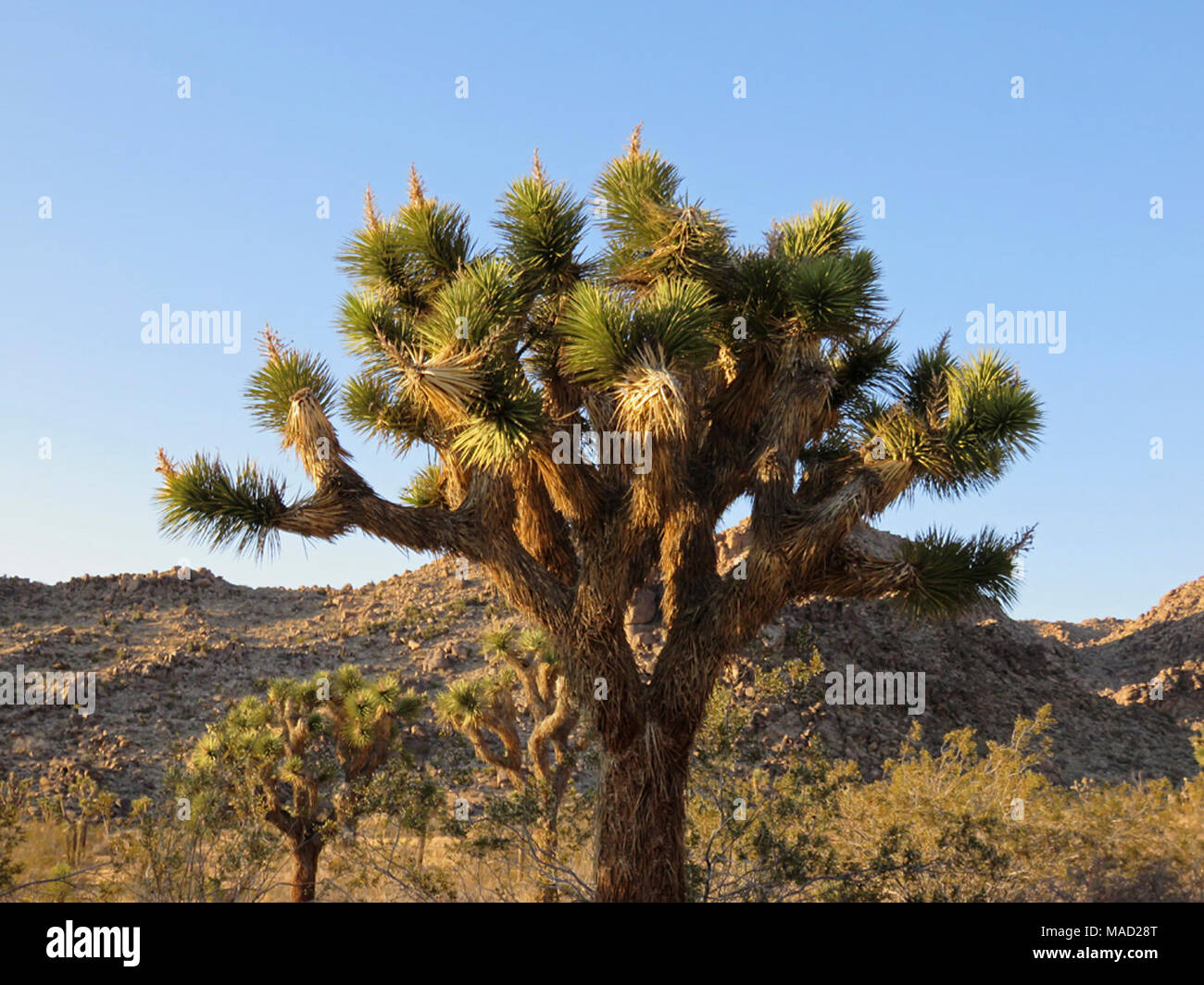 Np Tree Joshua Tree NP in CA Stock Photo - Alamy
