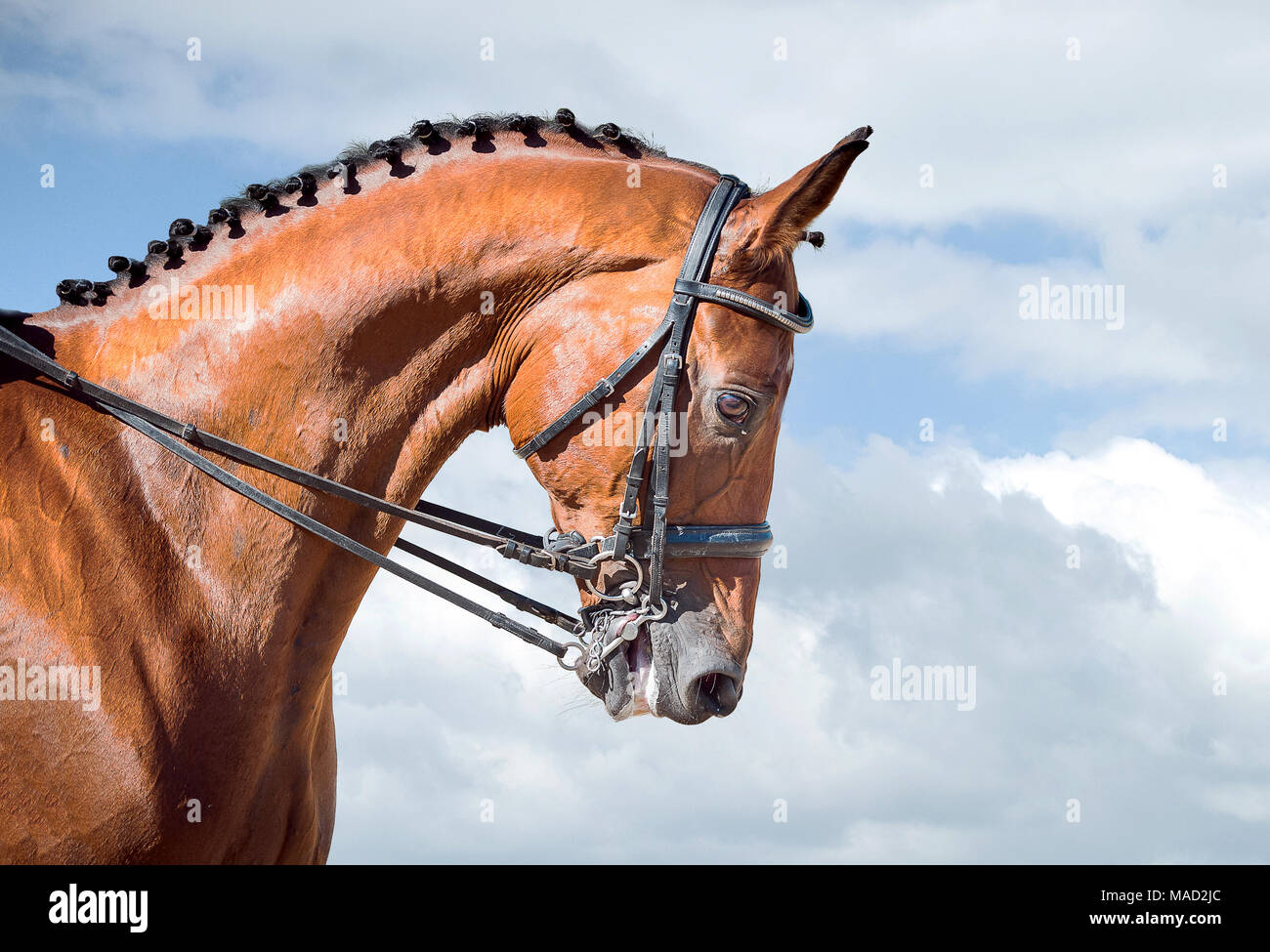 Equestrian sport - dressage head of sorrel horse on sky nature background Stock Photo