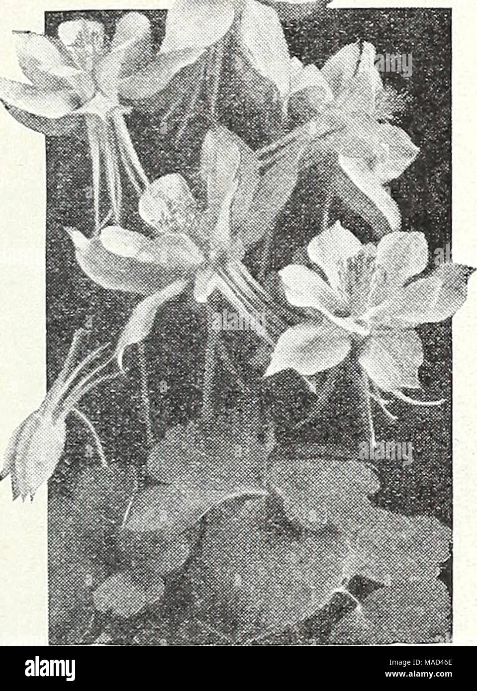 . Dreer's wholesale catalog for florists and market gardeners : 1943 winter - spring - summer . Dreer's Long-Spurred Columbines Aquilegia—Columbine 1201 Alpina. Rich blue 40 1203 Canadensis. Red and yellow 50 1213 Coerulea. Violet-blue and white 40 1207 Double-Flowering Mixed 25 Dreer's Long-Spurred Columbines 1211 Chrysantha. Golden yellow 40 1224 Copper Queen. Copper, straw yellow corolla 50 1225 Pink and Rose Shades 50 1221 Blue and Lavender Shades 50 1228 Snow Queen. White 50 1230 Finest Mixed • 50 1229 Mrs. Scott Elliott Strain. Soft pastel shades 50 1220 Dobbies Imperial Mixed 50 1216 Lo Stock Photo