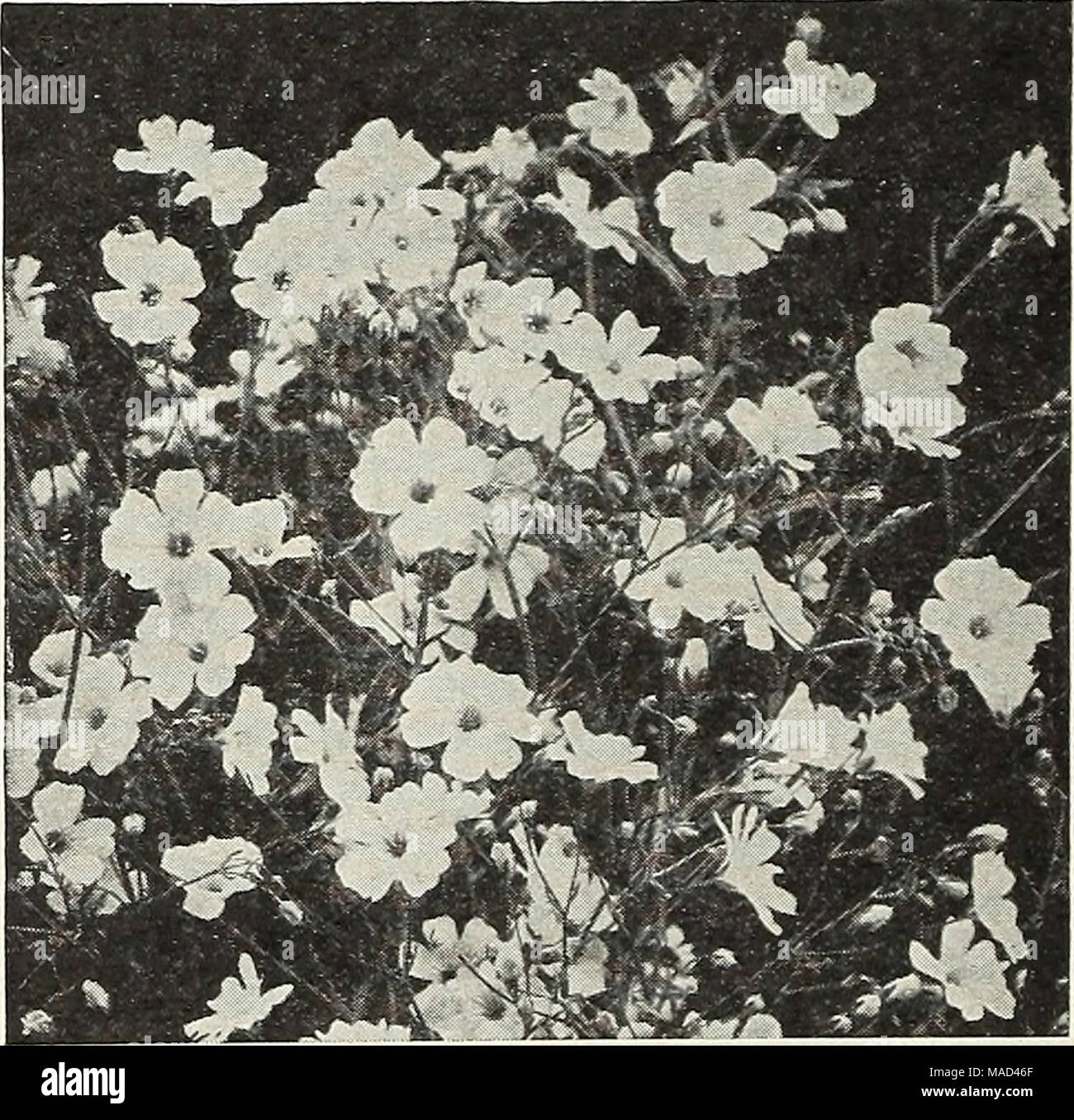 . Dreer's wholesale catalog for florists and market gardeners : 1943 winter - spring - summer . Gypsophila elegans alba grandiflora Gypsophila—Baby's Breath $£• 2539 Elegans alba grandiflora, Paris Market Strain, '/4 lb. 50c; lb. 1.50 2541 London Market Strain &quot;A lb. 50c; lb. $1.50 2540 Covent Garden Reselected 'A lb. 60c; lb. $2.00 2543 Carmine $0.15 2545 Rosea 15 Helianthus—Sunflower 2577 Cucumerifolius grandiflorus, Stella 15 2580 New Miniature Mixed 'A lb. 75c .10 2582 Double Sungold. Golden yellow 15 2581 Chrysanthemum-Flowered. Double yellow 10 2585 Red Hybrids. Red and brown tones  Stock Photo