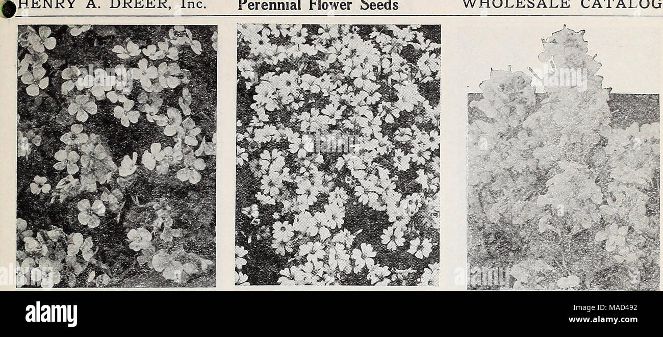 Dreer's wholesale catalog for florists and market gardeners : autumn 1941  edition . Aubrietia Cerastlum tomentosum Cheiranthus Allioni Armeria—Sea  Pink, Thrift Olant Pink. Extra-large blooms of a pleasing pink shade. 2