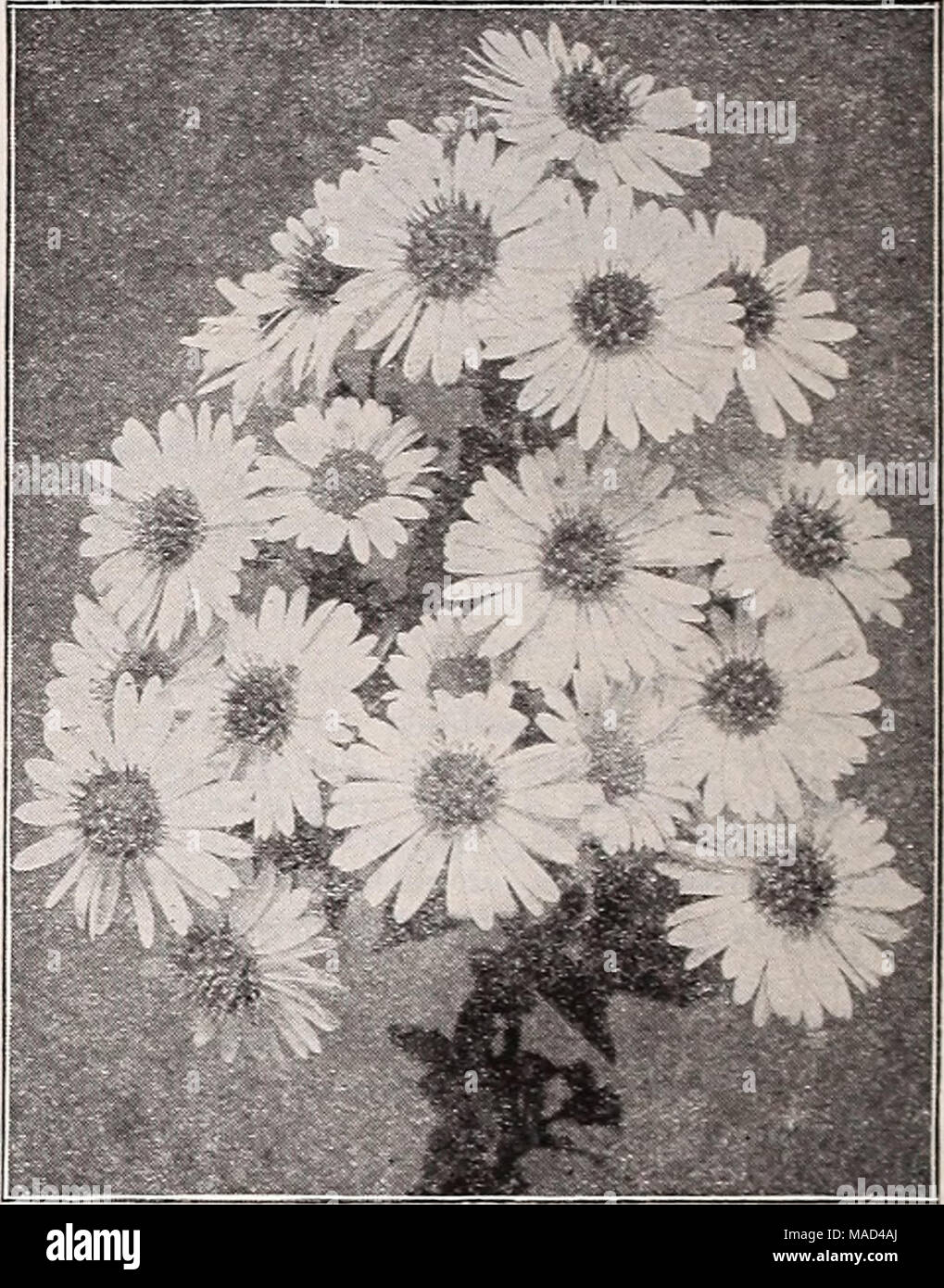 . Dreer's wholesale catalog for florists and market gardeners : autumn 1941 edition . Fall Flowering Hardy Asters Fall-Flowering Hardy Asters Michaelmas Daisies, Starworts well- Mt. Everest. A wonderful white Aster. Tall, shaped, pointed pyramids. September, 3-4 feet. Novi-belgi, Climax. Massive pyramidal spikes of large light lavender-blue flowers; very free. Sept.-Oct.; 5 feet. Either of the above: 12c each; $10.00 per 100. Dwarf Hybrid Border Asters Standard Sorts We highly recommend these Dwarf Hybrid Border Asters as they fill a distinct need for a dwarf, compact, free flowering plant tha Stock Photo