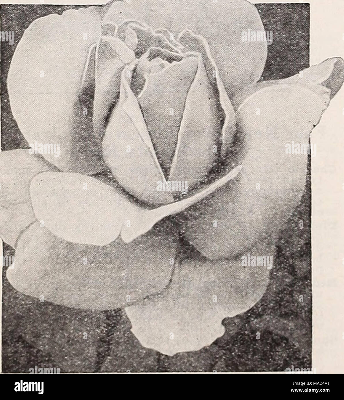 . Dreer's wholesale catalog for florists and market gardeners : autumn 1941 edition . Salmon, Apricot &amp; Copper—cont. Mme. Edouard Herriot. Moderately fragrant coral-red blooms shaded yellow and light scarlet. $30.00 per 100. Mrs. Sam McGredy. Glistening scarlet-copper-orange, shaded red on outside. $30.00 per 100. Pink &amp; Rose Briarcliff. Fragrant brilliant rose-pink center shading lighter at the outer petals. $30.00 per 100. Dainty Bess. A magnificent large single of a delicate shell pink color. Crimson stamens. $30.00 per 100. Same Edith Helen. Substantial Rose-du-Barri pink flowers w Stock Photo