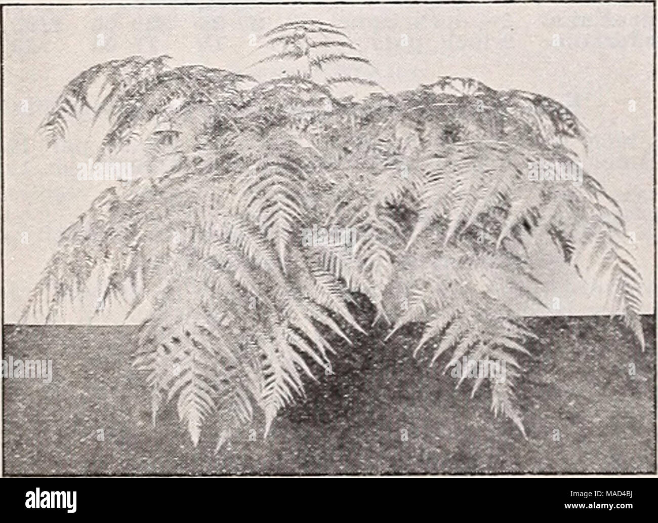 . Dreer's wholesale catalog for florists and market gardeners : autumn 1941 edition . Cibotium Schledel Cibotium Schiedei—Mexican Tree Fern One of the most desirable and most valuable Ferns for room decoration. Grows to considerable size and Is most attractive with its lovely large fronds of a beau- tiful light green color. A beautiful lot of strong specimen plants. Each Splendid plants in 9-inch tubs $6 50 Special prices on quantity lots. Cyrtomium Rochfordianum compactiun The Improved Holly Fern Next to the Boston Ferns this Holly Fern is the most satisfactory for home and apartment use beca Stock Photo