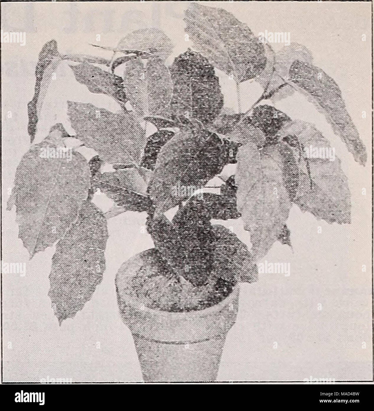 . Dreer's wholesale catalog for florists and market gardeners : 1940 winter spring summer . Clssus antarctica Cissus antarctica—Kangaroo Vine A house plant resembling in habit the well-known and popular Grape Ivy, Vitis rhombifolia. The deeply toothed, rather thick, glossy dark green leaves about 4 inches long are ovate or oblong and sometimes heart- shaped. They resemble those of the Chestnut Tree. The plant branches freely forming a compact attractive bush. As it grows larger it vines much like the Grape Ivy. having tendrils for climbing. We have tested it thoroughly for several years and ca Stock Photo
