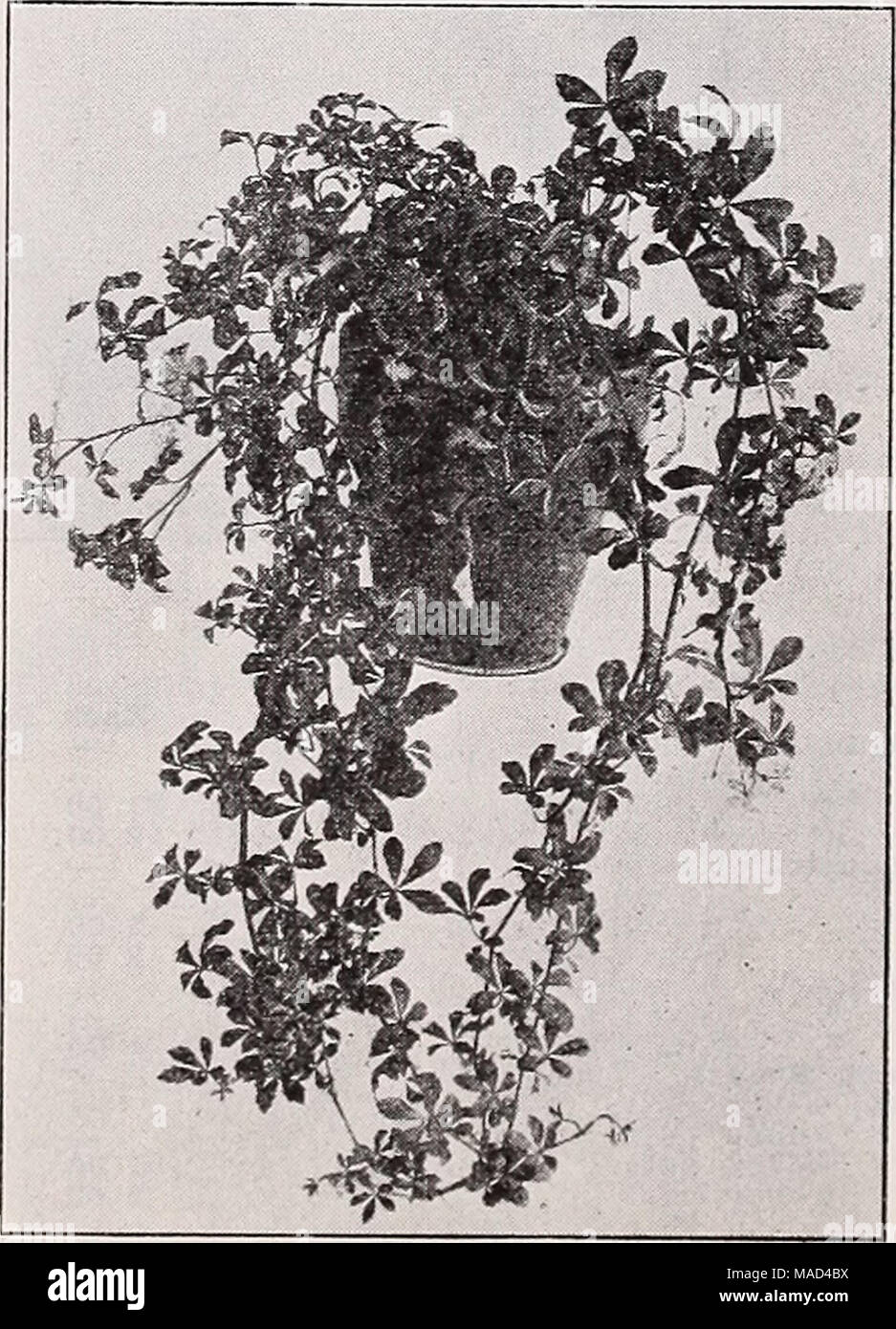 . Dreer's wholesale catalog for florists and market gardeners : 1940 winter spring summer . Cissus striata Stock Photo