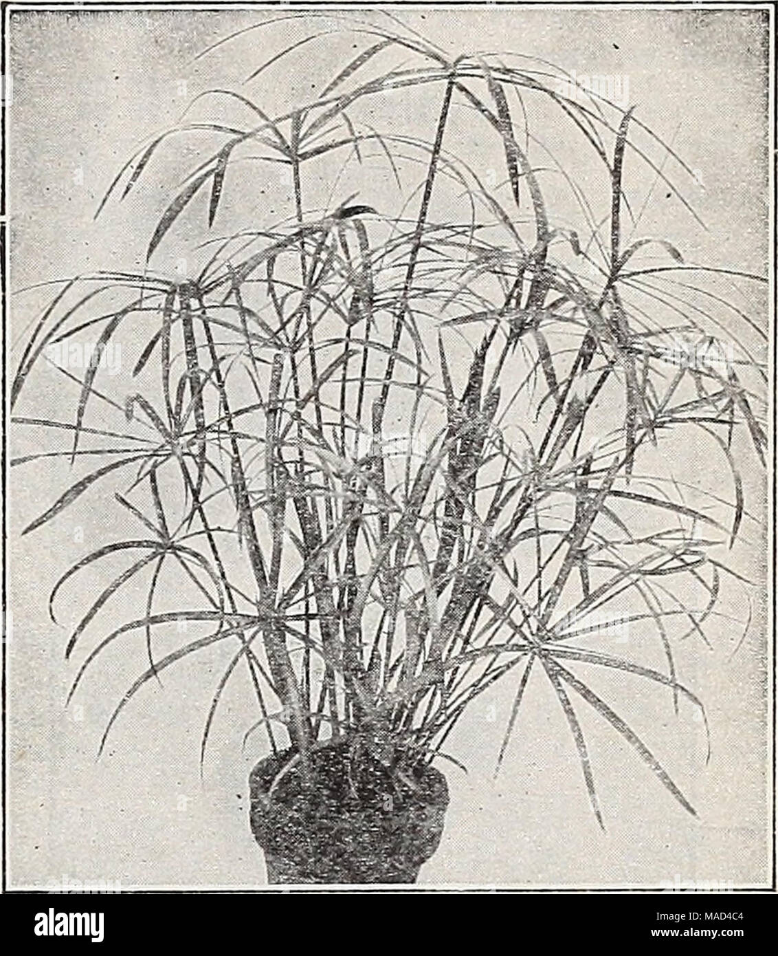 . Dreer's wholesale catalog for florists and market gardeners : autumn 1941 edition . Cyperus alternifolius Alternifolius. Cyperus 4-inch pots 21c each; Dish Gardens $18.00 per 100. An attractive assortment from 50c to $2,00 each. Goclseffiana. Sauderiana. Dracaenas Each 2%-inch pots $0 23 2-inch pots 18 Per 100 Per 1000 $20 00 $190 00 15 00 140 00 Euonymus radicans variegatus 1%-inch pots 7c each; $6.00 per 100; $55.00 per 1000. 2%-inch pots 14g each; $12.00 per 100; $110.00 per 1000. Euphorbia fulgens—Scarlet Plume Erroneously called jacquinifolia . An excellent cut flower item as it blooms  Stock Photo