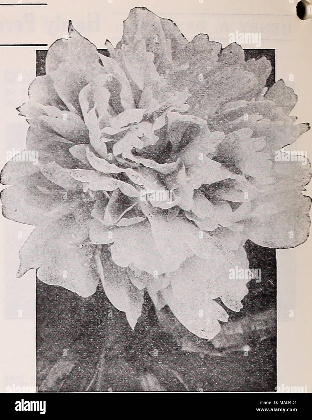 . Dreer's wholesale catalog for florists and market gardeners : 1940 winter spring summer . Double Herbaceous Peony Double Herbaceous Peonies (Strong Divisions, 3 to 5 Byes) Per doz. Per 100 Avalanche (8.7). One of the very best of the white Peonies. Late and a very prolific bloomer. A fine cutflower. . $3 00 $20 00 Bdnlis Saperba (7.6). This is the only Peony offered that is rated under 8. and there is no reason why it should carry this low rating as it is really a good Peonyâearly, free-flowering, and a fine cutflower in the dark pink class 2 75 Pelix Cronsse (8.4). Late, mid-season red Peon Stock Photo
