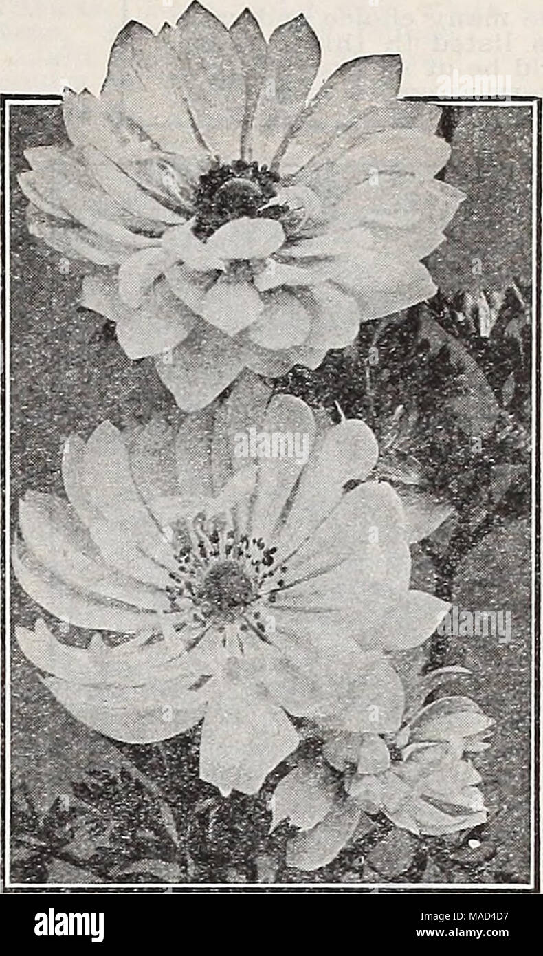 . Dreer's wholesale catalog for florists and market gardeners : autumn 1941 edition . St. Brlgid Anem.oae Poppy-Flow^ered Anemones Giant Prencli Mixed (De Caen). Contains a wonderful range of colors, including blue, rose, white,* scarlet, etc. Mixed colors only. Extra selected bulbs. 35c per doz.; $2.50 per 100; $20.00 per 1000. St. Brigid MiKed, A celebrated Irish strain of semi- double flowering Poppy Anemones in a multitude of charming colors ranging from pure white to deepest maroon, including all intermediate shades, such as rose, red, pink, blue, etc. Mixed colors only. 45c per doz.; $3. Stock Photo