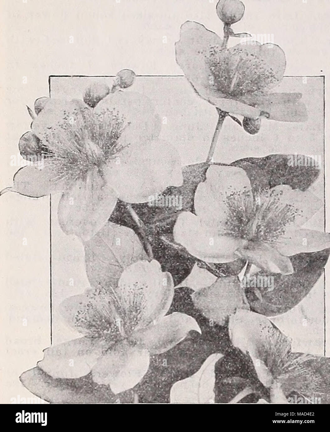 . Dreer's wholesale catalog for florists and market gardeners : 1940 winter spring summer . Hypericum—St. John's Wort Hypericum—St. John's Wort Per doz. Per 100 Moserianum. Strong one-year-old $3 00 $20 00 Iberis—Hardy Candytuft Sempervlrens. 3-inch pots 2 50 15 00 — Iilttle Gem. 3-inch pots 2 50 15 00 Iris pumila hybrida Among the earliest flowering and very showy, grow- ing from 10 to 12 inches high. Cyanea. Rich royal purple with blackish shadings. Excelsa. Pale lemon yellow. Schneeknppe. Pure white. Any of the above: $1.50 per doz.; 910.00 per 100. Stock Photo
