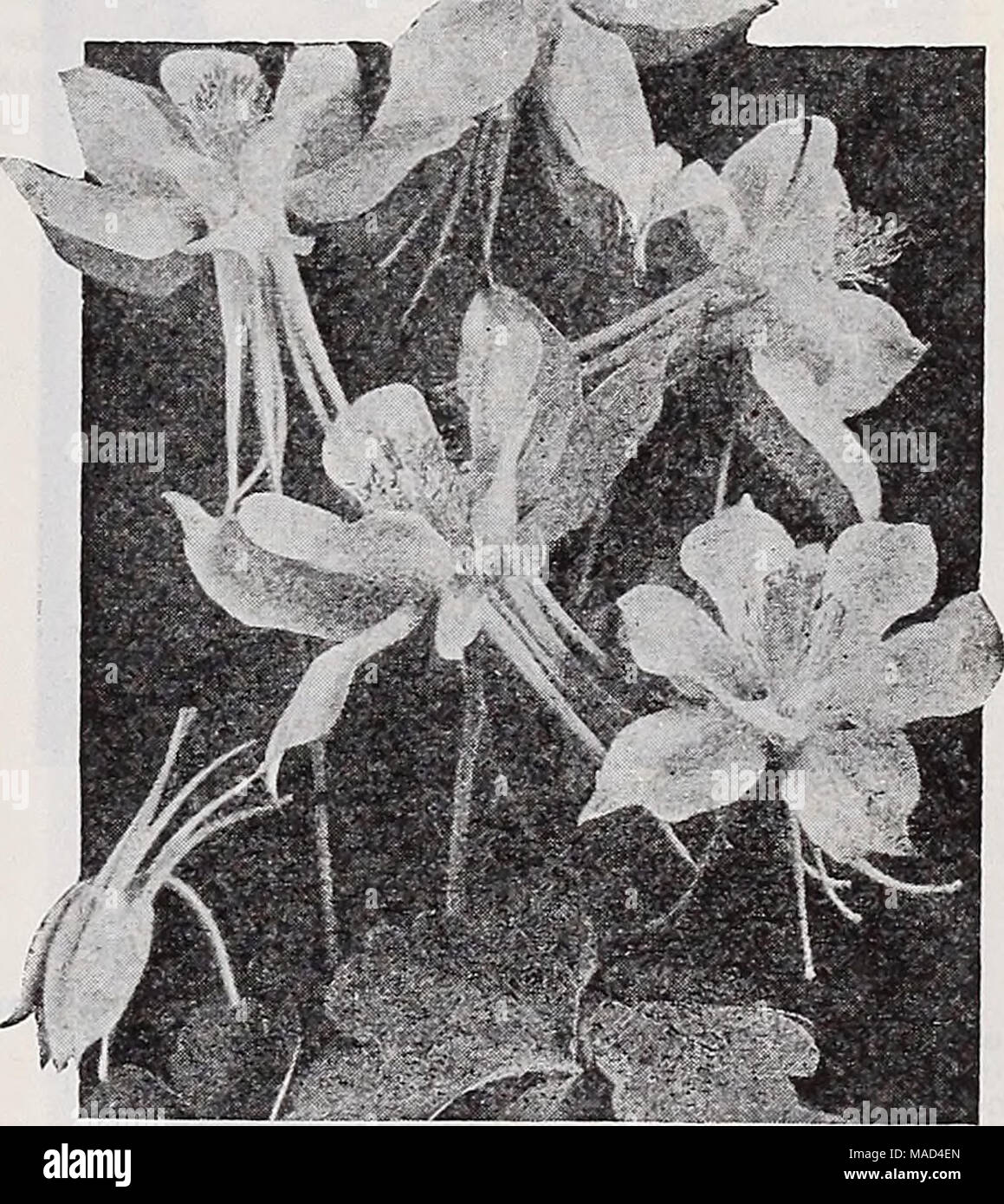 . Dreer's wholesale catalog for florists and market gardeners : 1940 winter spring summer . Dreer's Long-Spurred Aquilegia or Columbine Aquilegia—Columbine Per doz. Far 100 Crimson Star. Brilliant blood crimson with conspicuous white corolla $2 SO $15 00 Dreer'a lions' Spurred Hybrids 1 50 10 00 — Iionsr Spurred Pinfc 1 50 10 00 Arabis—Rock Cress Alpina. Single white; 3-inch pots 1 50 10 00 — fl. pi. 3-lnch pots a 50 15 00 Arenaria—Sandwort Montana. 3-inch pots 1 50 10 00 Customer pays transportation cbargres on plants. 69 Stock Photo