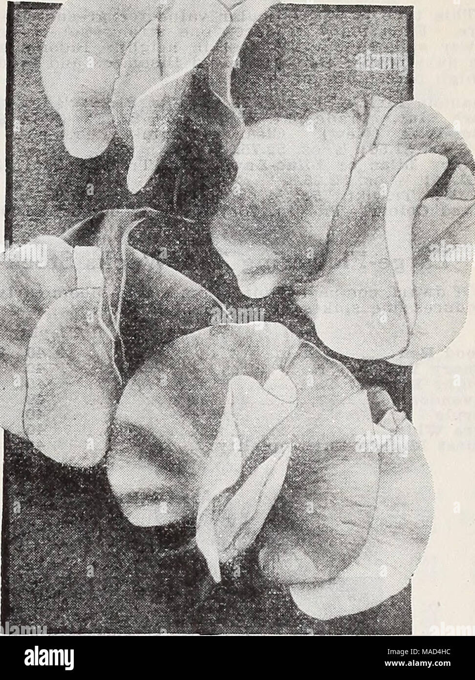 . Dreer's wholesale catalog for florists and market gardeners : 1940 winter spring summer . Early-Flowering Orchid Sweet Pea? Summer-Flowering Orchid or Spencer SWEET PEAS Our list of Summer-Flowering Sweet Peas has been made up with the utmost care and represents the best of all the desirable colors available. Chieftain. Well-formed large blooms carried on fine long stems and of a Satiny mauve color. Chinese Blue, A very attractive variety with rich deep blue flowers of substantial texture. Gig'antic. This is one of the best black-seeded varieties with glistening white blooms. Master Cream. A Stock Photo