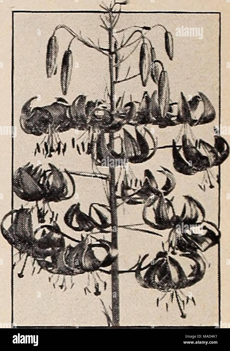 . Dreer's wholesale catalog for florists and market gardeners : autumn 1940 edition . Helenium Double Hollyhock Lilium tenuifolium Helenium—Helen's Flower Strong-g^rowing hardy perennials giving an enormous crop of flowers in late summer. Tr. pkt. Vi Oz. Autumnale Superbum. Golden yellow flowers; 5 to 6 ft $0 50 $1 00 Blverton Oem. Old gold changing to Wallflower red 50 1 00 Helianthemum—Rock or Sun Rose Uutabile, exceedingly pretty, low-growing evergreen plants forming broad clumps, and which during their flowering season, .July to September, are quite hidden by a mass of bloom. Well adapted  Stock Photo