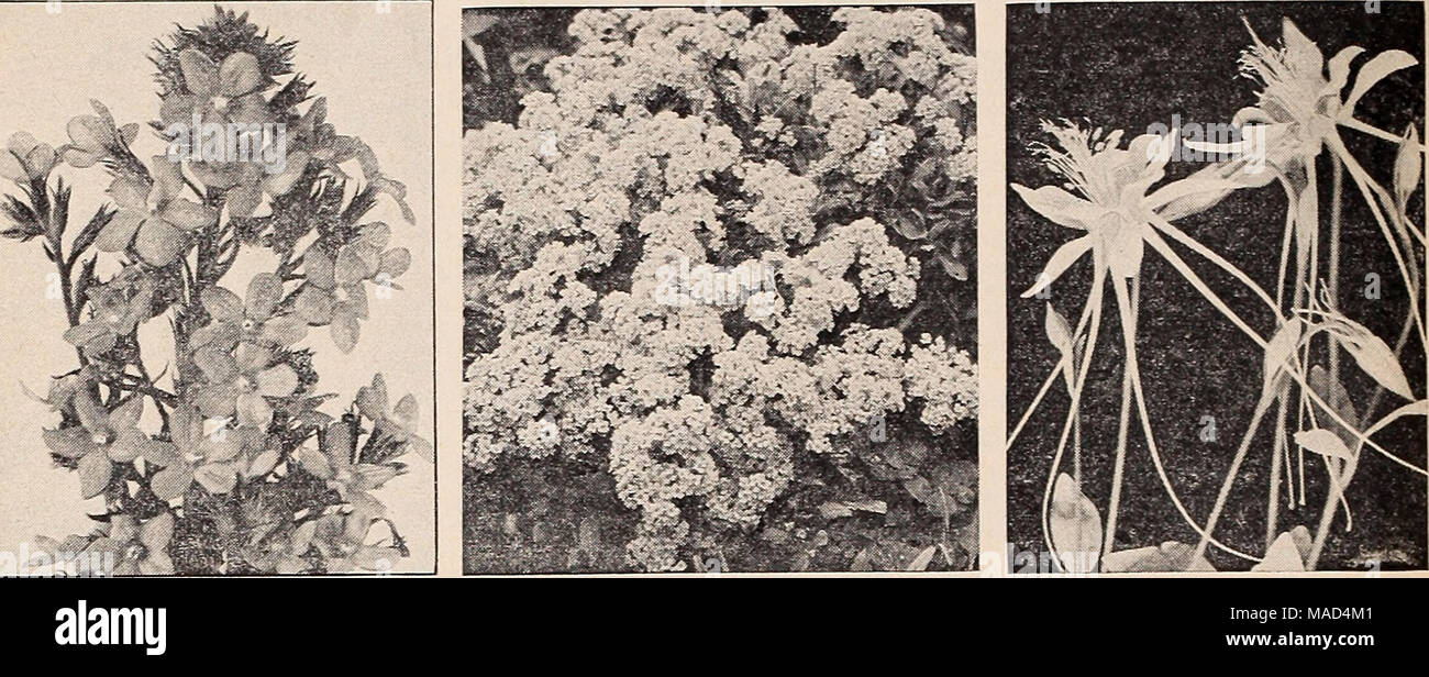 . Dreer's wholesale catalog for florists and market gardeners : autumn 1940 edition . Anchusa italica. Dropmore Variety Alyssum saxatile compactum Aquilegia longissima Achillea—Milfoil, Yarrow Millefolium rubrom. Bright scarlet flower heads on plants 2 feet tall. Trade pkt. 25c; oz. $1.50. Ptarmica &quot;The Pearl.&quot; One of the best hardy white perennials. Grows about 2 feet high. Is covered with heads of purest white double flowers from June until frost. Trade pkt. 50c; oz. $3.00. Aconitum—Monkshood, Helmet Flower ITapellUB. Produces long spikes set with blue flowers. Well adapted for pla Stock Photo