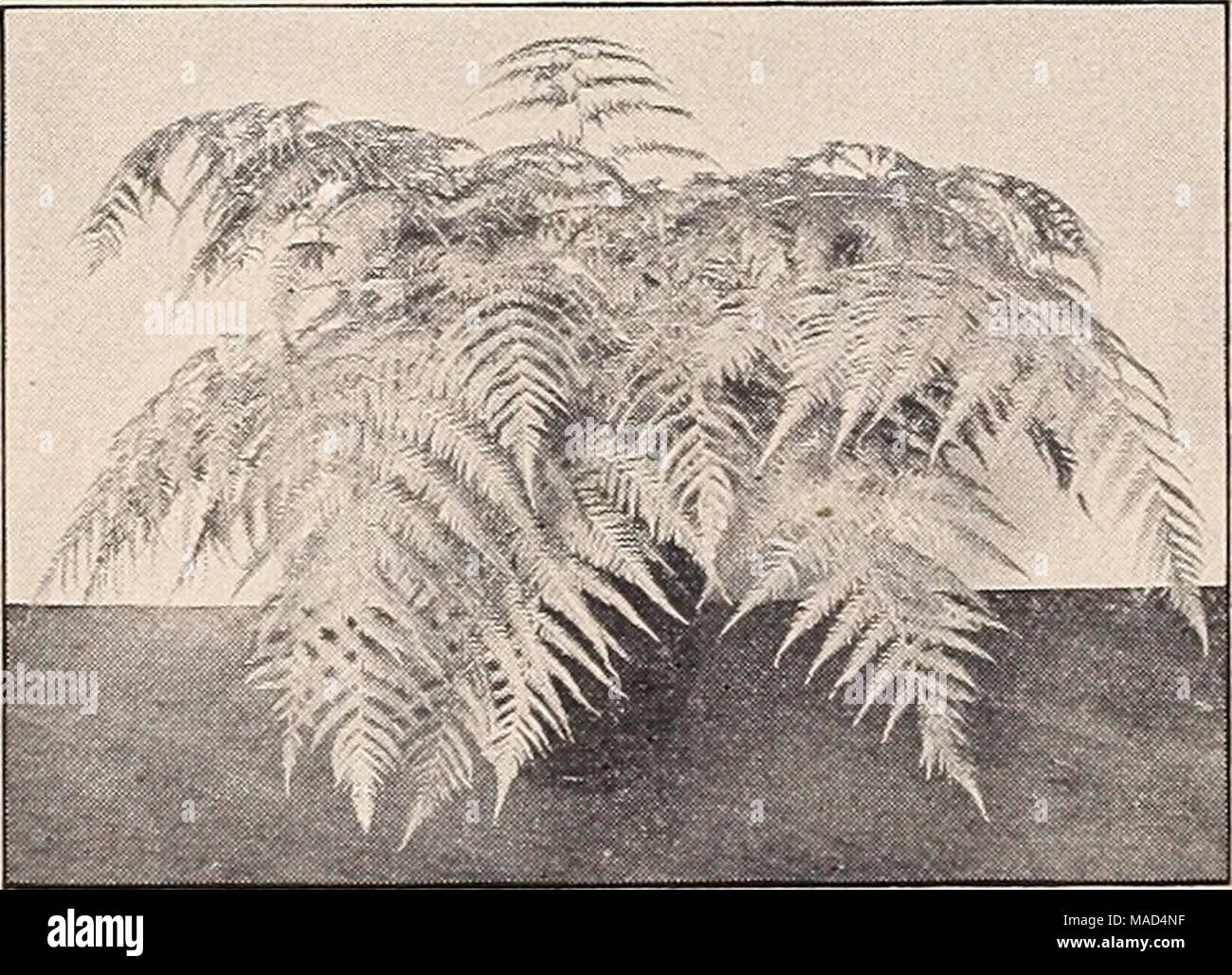 . Dreer's wholesale catalog for florists and market gardeners : autumn 1940 edition . Cibotium Schiedel Cibotium Schiedei—Mexican Tree Fern One of the most desirable and most valuable Ferns for room decoration. Grows to considerable size and is most attractive with its lovely large fronds of a beau- tiful liglit .^reen color. A beautiful lot of strong specimen plants. Each Splendid plants in 10-lnch tubs $6 00 Special prices on quantity lots. Cyrtomium Rochfordianum compactum The Improved Holly Fern Next to the Boston Ferns this Holly Fern Is the most satisfactory for home and apartment use be Stock Photo