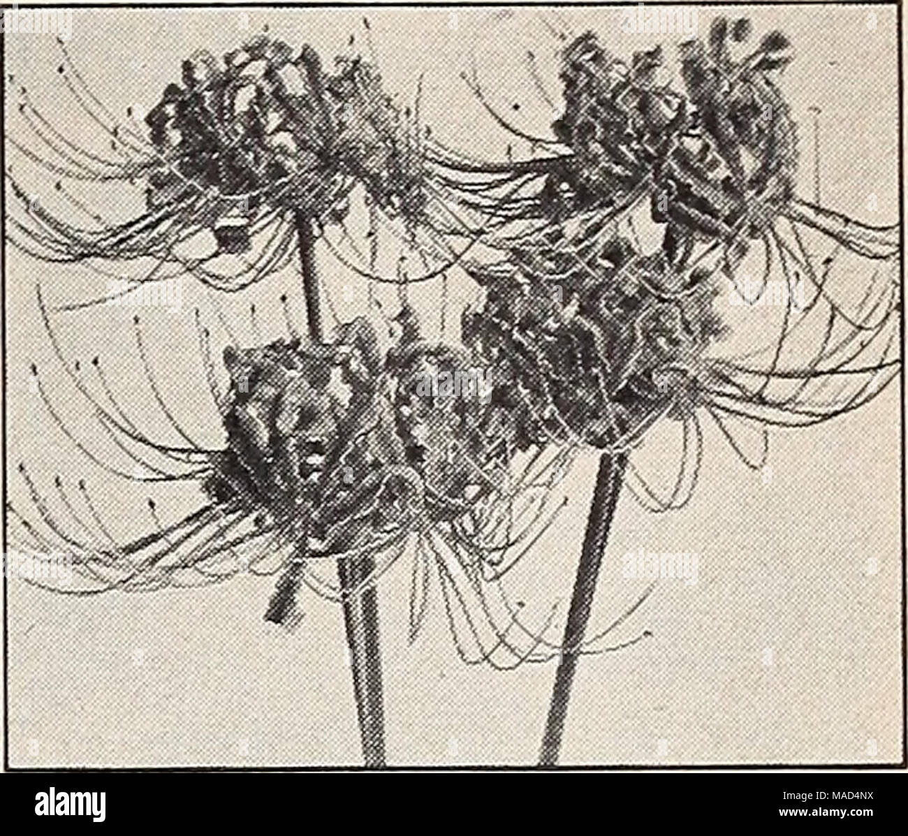 . Dreer's wholesale catalog for florists and market gardeners : autumn 1940 edition . Leucocoryne ixioides odorata Lycoris radiata Lachenalia pendula superba Lachenalia—Cape Cowslip Feudula superba. An interesting and attractive bulbous plant from South Africa. Has pendulous firecracker- like brilliant coral-red blooms tipped with green and purple. Splendid for indoor growing. Culture same as for Freesias. $1.50 per dozen; $10.00 per 100. Leucocoryne ixioides odorata Glory of the Sun An excellent bulbous plant for growing in the green- house requiring the same cultural treatment as Freesias. H Stock Photo