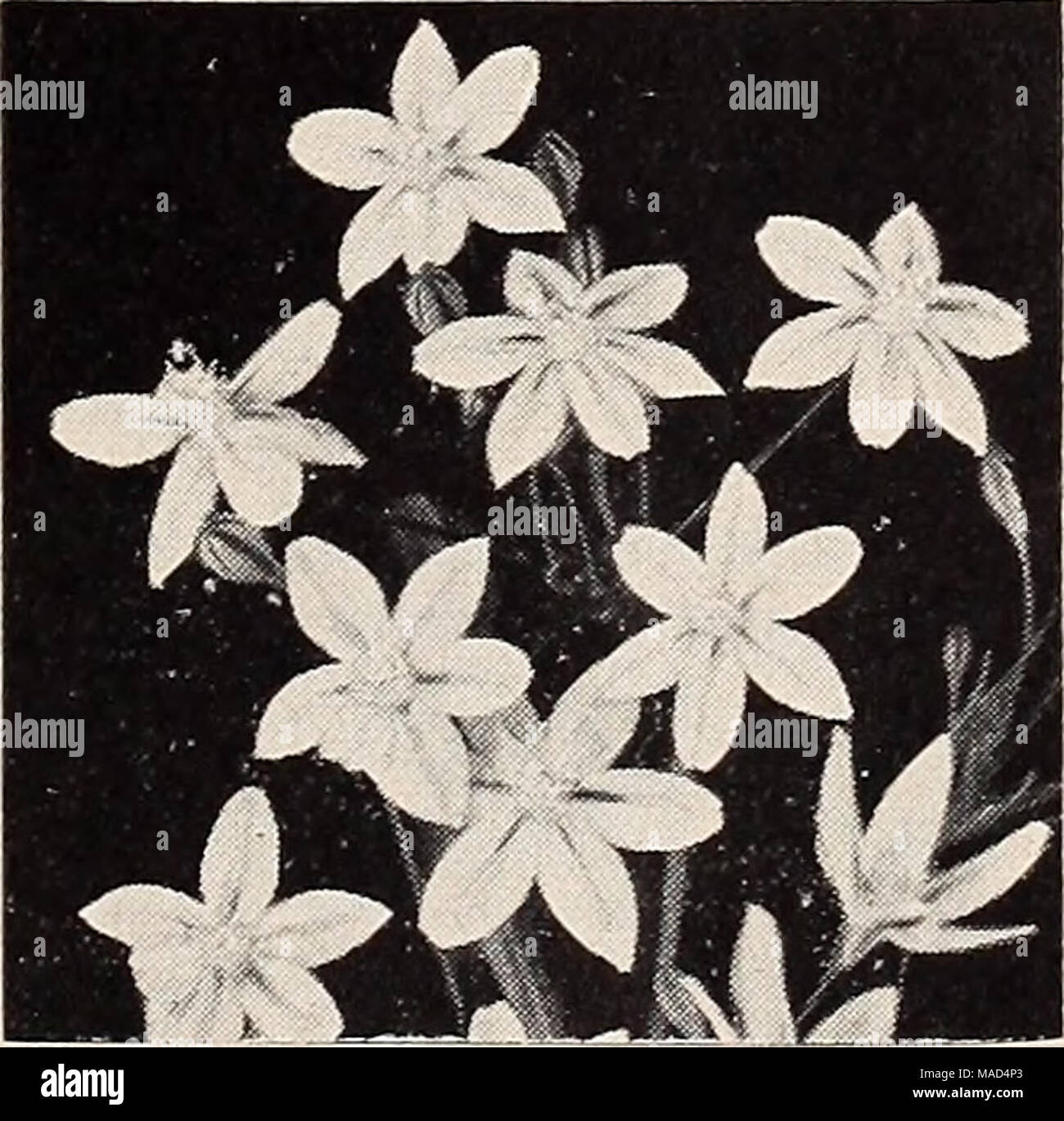 . Dreer's wholesale catalog for florists and market gardeners : autumn 1940 edition . Brodlaea—^A native of our Far West Brodiaea Mixed. These are lovely little bulbous plants native to our western states. They bloom during the spring and early summer, doing well in a sunny or semi- shaded position or in the gritty crevices of a deep rock garden pocket. They bear their showy blooms on stiff slender stems 8 to 15 inches long which makes them valuable for cutting. Some varieties in this mixture have lovely star-shaped blooms whereas others produce long trumpets with the petal tipa flaring at the Stock Photo