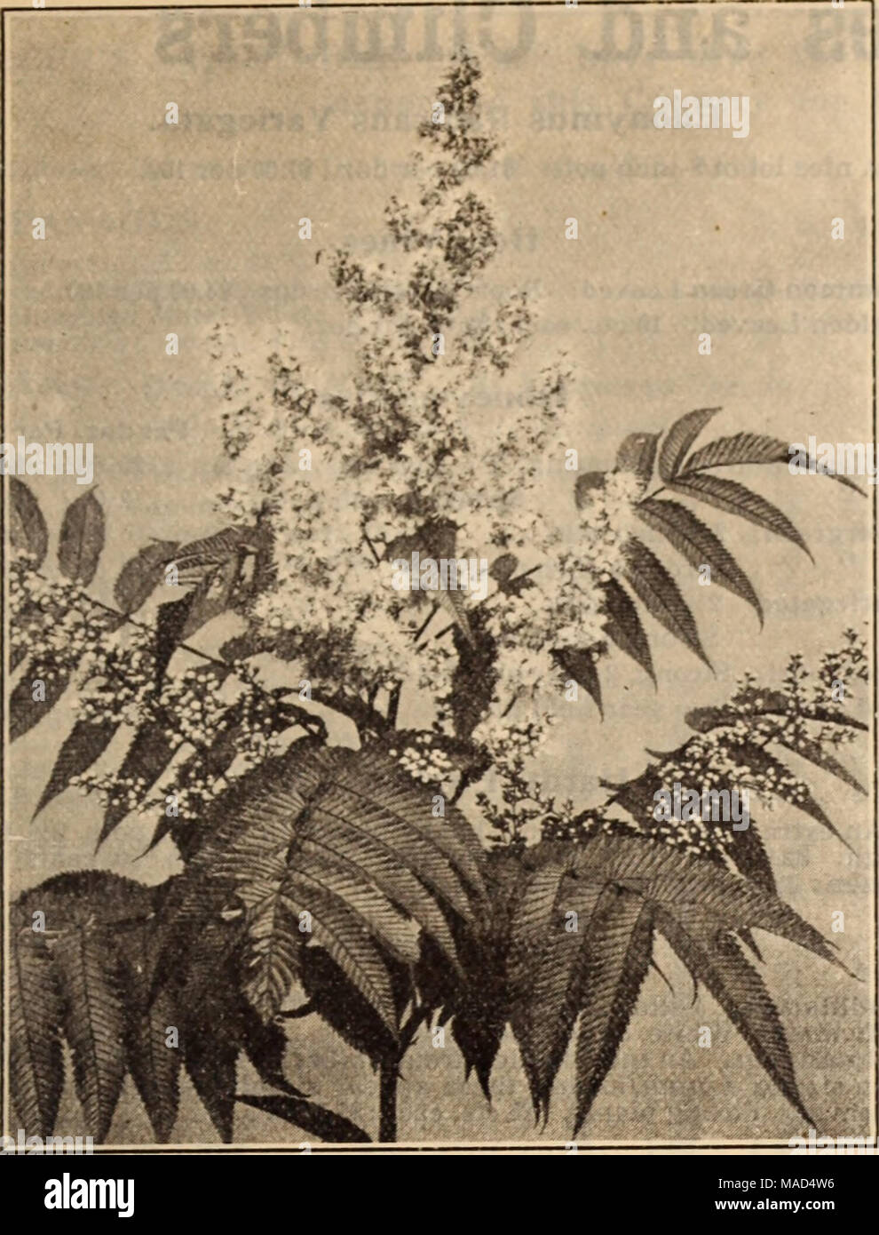 . Dreer's wholesale price list / Henry A. Dreer. . spir.^&lt;:a sorbifolia stellipeda Rhododendron Punctatum. A distinct native species of compact spreading habit, splendid for exposed positions, being absolutely hardy, producing masses of medium sized purplish-rose colored flowers. 75 cts each. Golden Variegated Privet. (Ligustrum Ovalifolium Aureum.) A fine lot of bushy plants of this useful, ornamental, golden variegated shrub, 18 inches high. 12.00 per doz.; $15.00 per 100. New Spiraea Bumaldi &quot;Walluf.&quot; A splendid improvement on Anthony Waterer, being of a much richer, brighter c Stock Photo