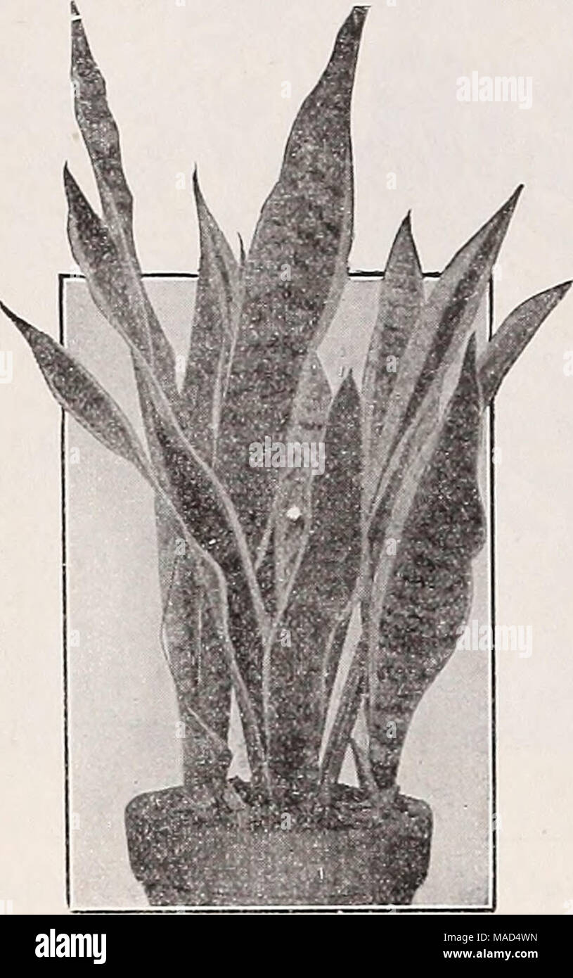 . Dreer's wholesale catalog for florists : winter - spring - summer 1938 . Sansevieria zeylanica Laurenti Sansevieria—Bowstring Hemp Zeylanica. 2-inch pots $2.00 per doz.;.$15.00 per 100 —Iiaurenti. The golden-edged variety. 4-inch pots 50c; 5-inch pots 75c each. Stigmaphyllon ciliatum Brazilian Golden or Orchid Vine One of the prettiest tender climbers in cultivation with large, yellow, orchid-like flowers during the sum- mer montlis. It is especially adapted to training over the pillars or on the wall of a conservatory, but will do equally well in the open air. $4.00 per doz. Strelitzia—Bird Stock Photo