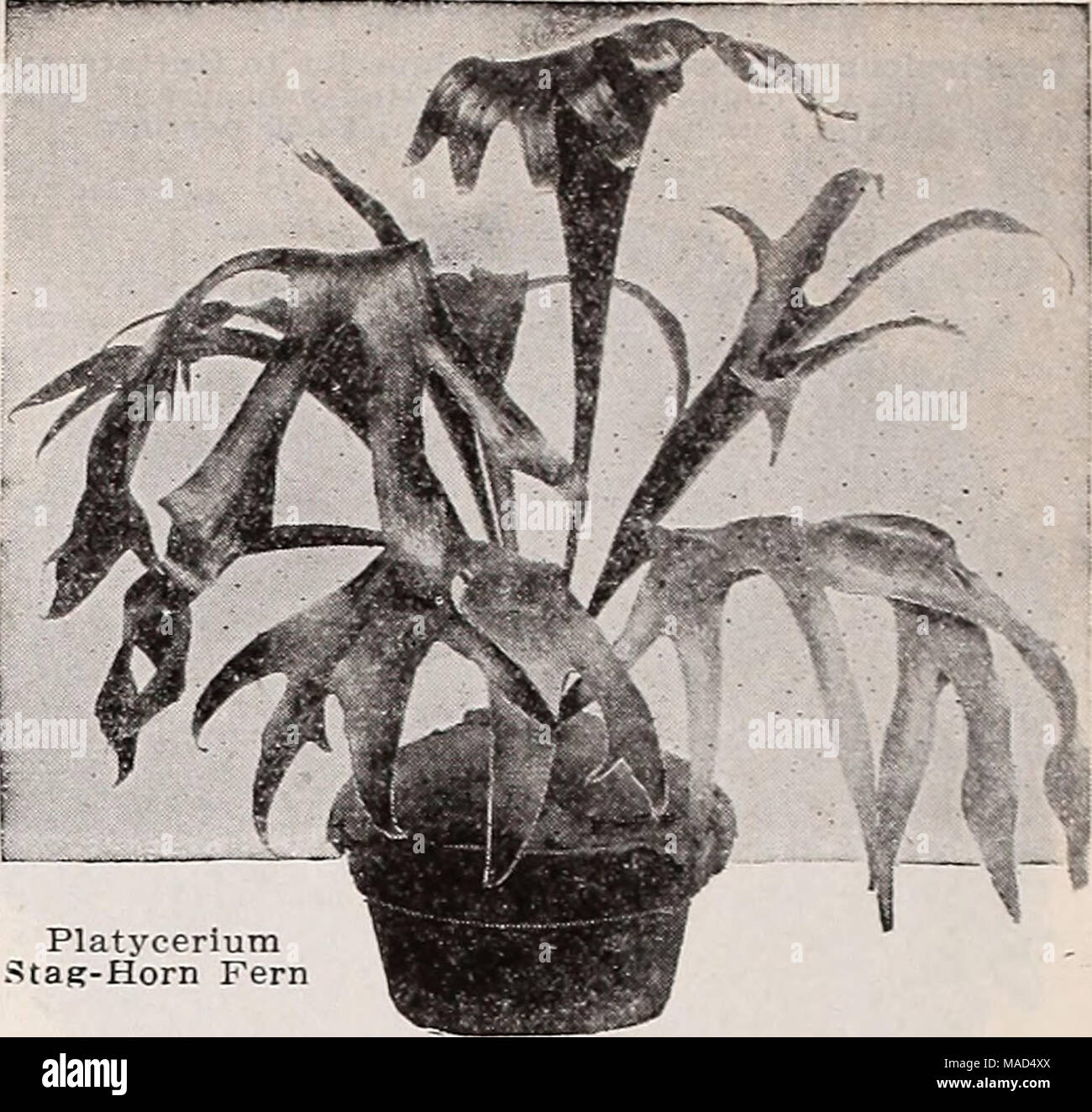 . Dreer's wholesale catalog for florists : winter - spring - summer 1938 . Platycerium .^tag-Horn Fern PlatyceriumâStag-Horn Fern The Stag-Horn Ferns are now being recognized as desirable plants for store and home decoration. Alcicome. A showy variety with long, narrow leaves of a striking grayish-green color. 6-inch pots $2.50 each. Grande. 6-inch pot plants $5.00 each. Polystichum coriaceumâThe Baker Fern Excellent for cut fronds and one of the best for bas- kets, etc. lV2-inch pots, ready July, $8.00 per 100; $75.00 per 1000. 3-inch pots ready now $3.00 per doz.; $20.00 per 100. Four-Inch P Stock Photo