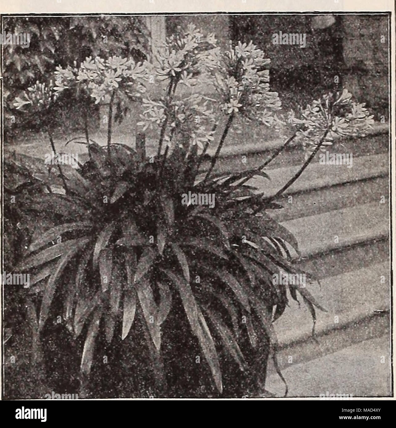. Dreer's wholesale catalog for florists : winter - spring - summer 1938 . Asparagus Sprengeri . $1.00 per doz.: $6.00 per 10( DREERS ^' IOOth . ANNIVERSARY^ f Agapanthus umbellatus Agapanthus Umbellatus. Strong plants in 6-inch pots. 75c each. Strong plants in 8-inch tubs, $2.00 each. Agl&lt; laonema UodeBttuu (Chinese Evergreen). Showy rich green leaves. A choice house plant that may be grown In soil or in bowls filled with water. 3-inch pots, $3.00 per doz.; $20.00 per 100. Allamanda Williamsl. Forms a compact bushy plant with large, rich yellow flowers at every joint; sweet scented. Strong Stock Photo