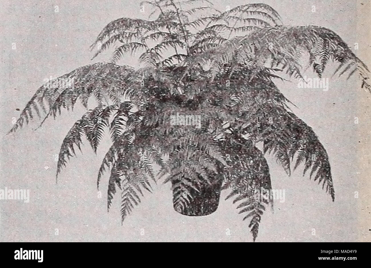 . Dreer's wholesale catalog for florists and market gardeners : 1939 winter spring summer . Cibotlum Schiedei Cibotium Schiedei—Mexican Tree Fern The King of Decorative Plants One of the most desirable and most valuable Ferns for room and window decoration. Grows to considerable size and is very attractive with its lovely large fronds of a beautiful light green color. An attractive lot of strong specimen plants. 10-inch tubs $6.00 each. Special prices for quantity lots Cyrtomium Rochfordianum compactum The Improved Holly Fern The Holly Fern Is one of the most satisfactory for home and apartmen Stock Photo