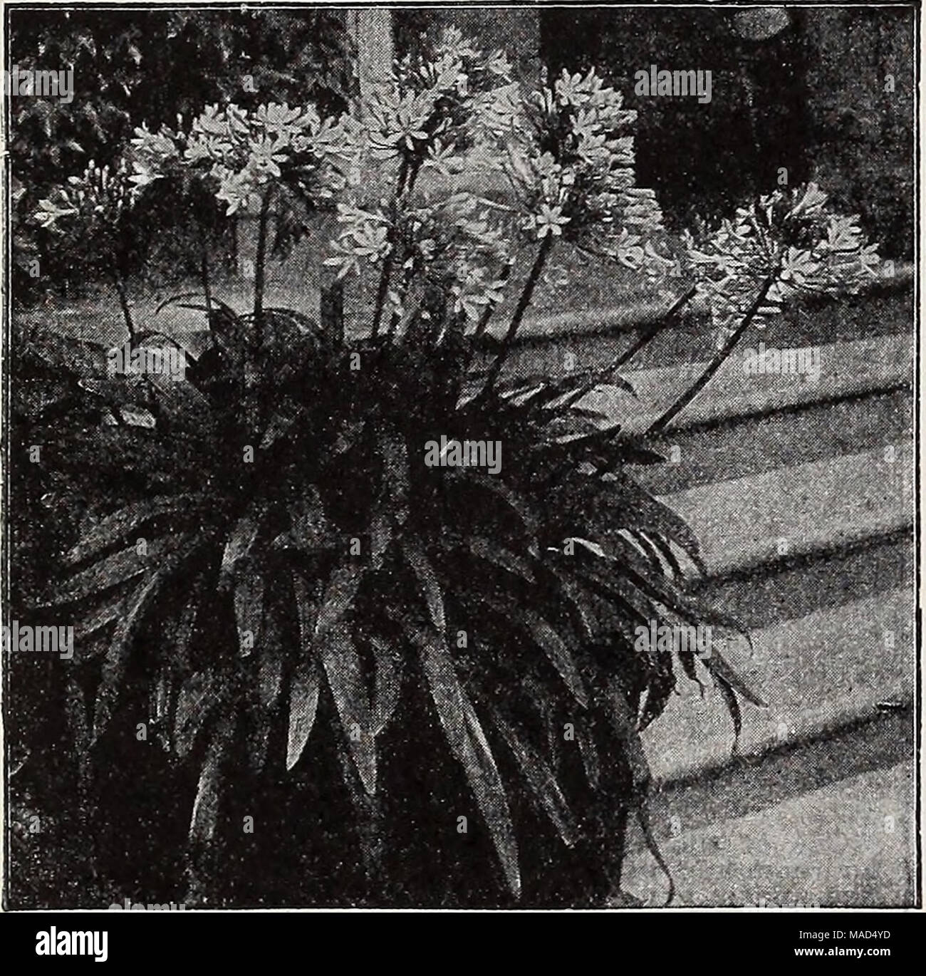 . Dreer's wholesale catalog for florists and market gardeners : 1939 winter spring summer . Agapanthus umbellatus Agapanthus Umbellatus. Strong plants in 6-inch pots. 75c each. Strong plants in 8-inch tubs, $2.50 each. Aglaonema Modestum (Chinese Evergreen). Showy rich green leaves. A choice house plant that may be grown in soil or in bowls filled with water. 2%-inch pots $2.00 $io.OOÂ°per 10'0Â°Â° ^ 10Â°' 3&quot;inÂ°h PÂ°tS' $3,Â°Â° per ^0Z-; AloysiaâLemon Verbena Citriodora. 3-inch pots $2.25 per doz.; $14.00 per 100. AnthuriumâFlamingo Flower Scherzerianum Hybrids. 3-inch pots 60c: 4-inch p Stock Photo
