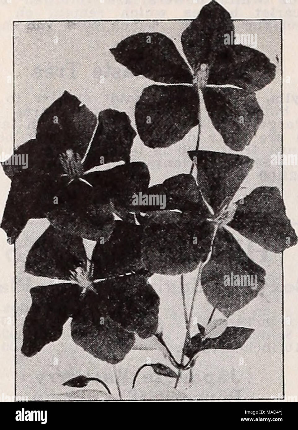 . Dreer's wholesale catalog for florists and market gardeners : 1939 winter spring summer . Clematis Jackmani Large Flowering Clematis Duchess of Edinburgh. Double white. Henryi, Large single creamy white. Jackmani. Rich purple. Mine. Edouard Andre. Carmine. Two-year-old plants: GOc each. Euonymus Per doz. Per 100 Kadicans acutus coloratus. A strong growing variety, with long narrow dark green leaves tinted purplish red, particularly on the under side. 4-inch pots $3 00 $20 00 — variegatus. Good plants of this useful variegated-leaved form. 4-inch pots.. 3 00 20 00 — vegetus (Evergreen Bitters Stock Photo