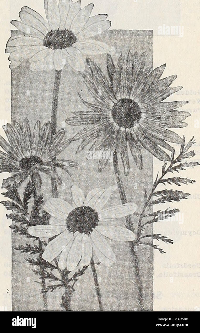 . Dreer's wholesale catalog for florists : winter - spring - summer 1938 . Pyrethrum Pyrethrum hybridum—Persian Daisy Per doz. 3%-inch pots $1 50 Fer100 $10 00 Fine Sinsrle M?ixed, Double-Flowering Pyrethrum Pasadena. Perfectly double, deep pink flowers of extra- large size carried on upright long stems, 3 feet tall. Blooms profusely during June and July. 3-inch pots 75c each. Ranunculus—Double Buttercup Bepens flore pleno. Per doz. Per 100 3-inch pots $1 50 $10 00 Castomier pay* truxspoxtatloii obargres on plants. 71 Stock Photo