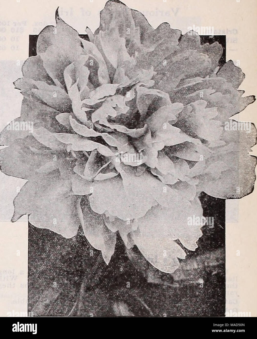 . Dreer's wholesale catalog for florists and market gardeners : 1939 winter spring summer . Double Herbaceous Peony Double Herbaceous Peonies (Strong1 Divisions, 3 to 5 Byes) Avalanche (Tall, Midseason). A valuable variety, with very large creamy white flowers of superb form. Baroness Schroeder (Tall, Midseason). Very large globular flowers. Flesh white passing to milk white. A strong tall grower, very free flowering, and very fragrant. One of the finest Peonies grown. Pelix Crousse (Medium, Midseason). Its large globular flowers, solid and compactly built, are of a rich bril- liant dazzling r Stock Photo