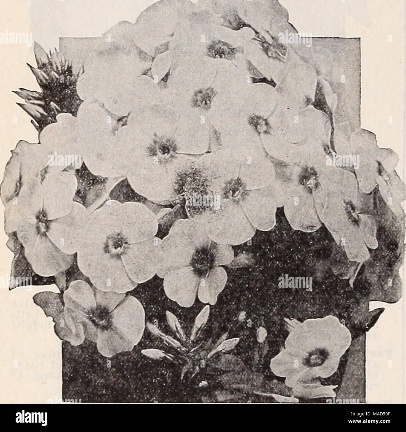 . Dreer's wholesale catalog for florists : winter - spring - summer 1938 . Hardy Perennial Phlox Hardy Perennial Phlox Strong, one-year, field-grown plants Antouin Slercie (Medium). Light ground color prettily suffused bluish lilac. Bclaireur (Tall). Rosy magenta with large lighter halo. Enchantress (Medium). A vigorous salmon-pink. Firebrand (Medium). Bright vermilion-scarlet with deeper center. Large, strong trusses. Jules Sandeau (Dwarf). A very free-flowering deep salmon-pink. Beautiful large trusses. Xia VagTie (Medium). Pure mauve, aniline-red eye. Mrs. Jenkins (Tall). The best tall earl Stock Photo